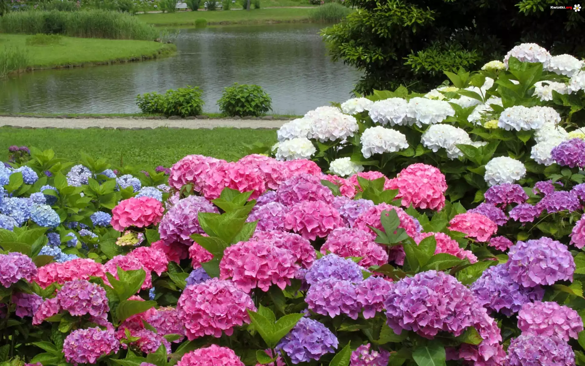 Park, Staw, Kolorowe, Hortensje