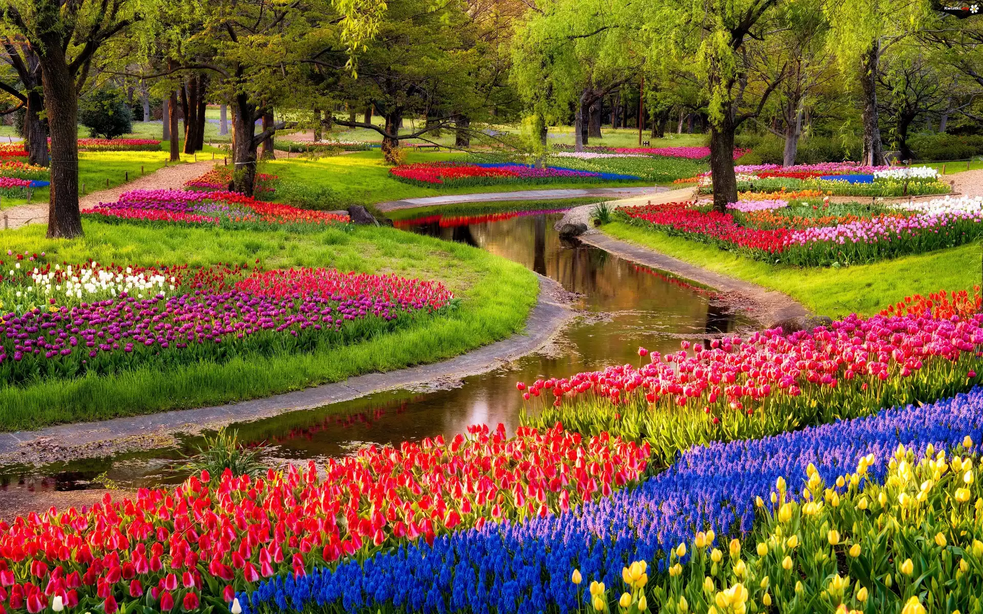 Park, Rzeczka, Kwiaty, Tulipany
