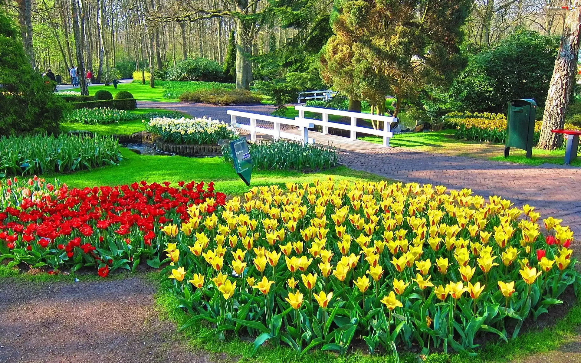 Park, Alejka, Mostek, Tulipany