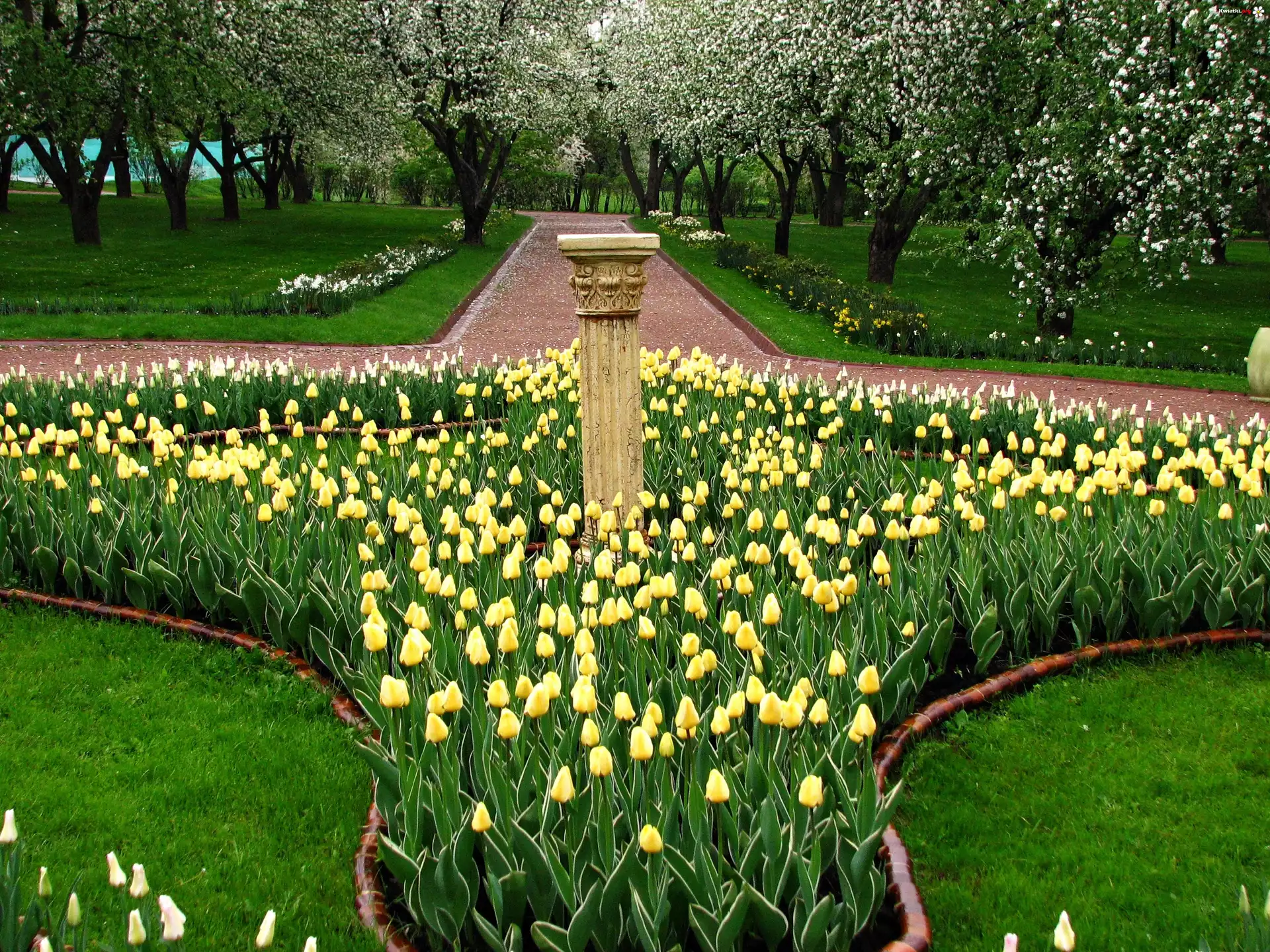 Park, Wiosna, Żółte, Tulipany