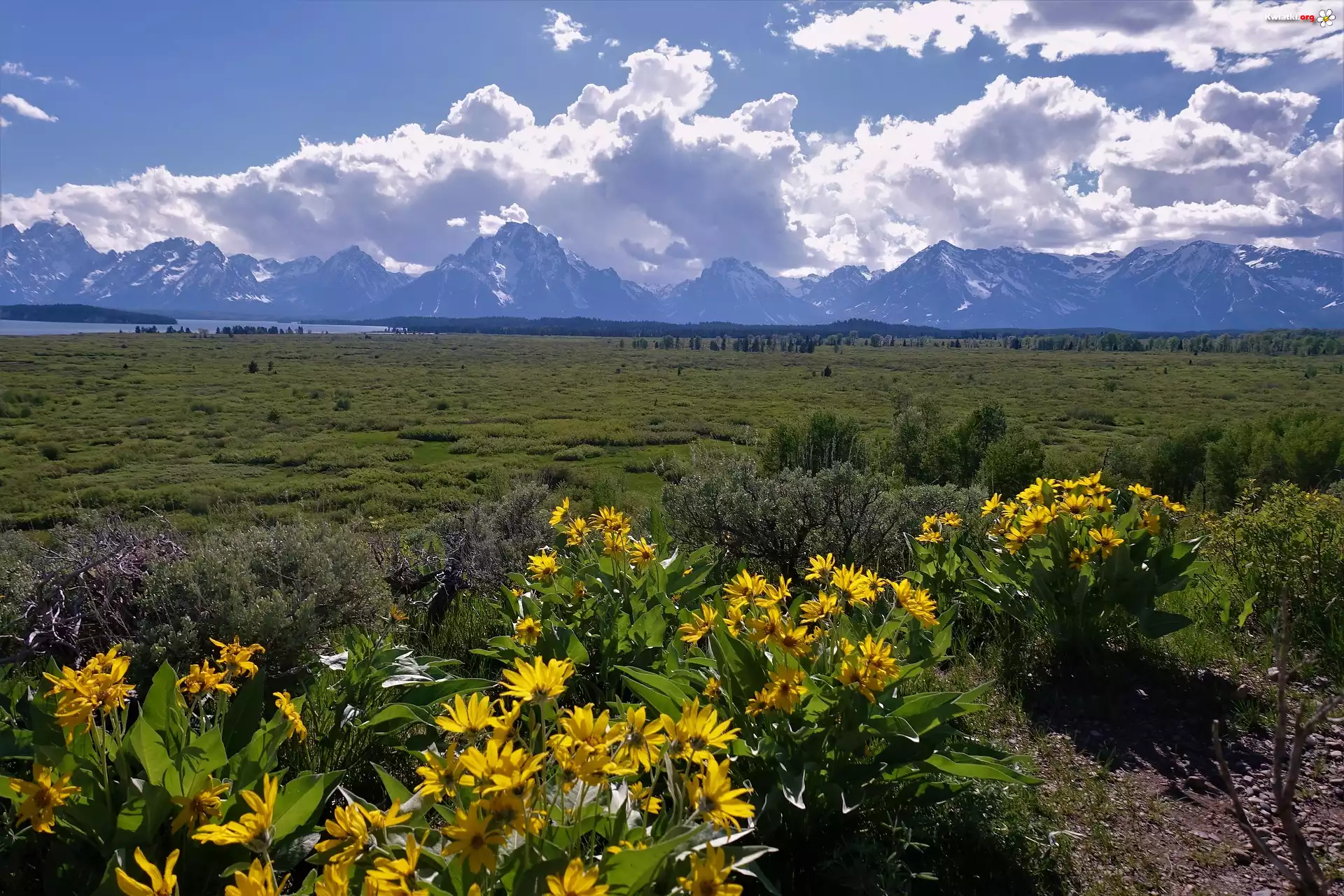 Park Narodowy Grand Teton, Żółte, Kwiaty, Polana, Chmury, Góry, Teton Range, Stan Wyoming, Stany Zjednoczone