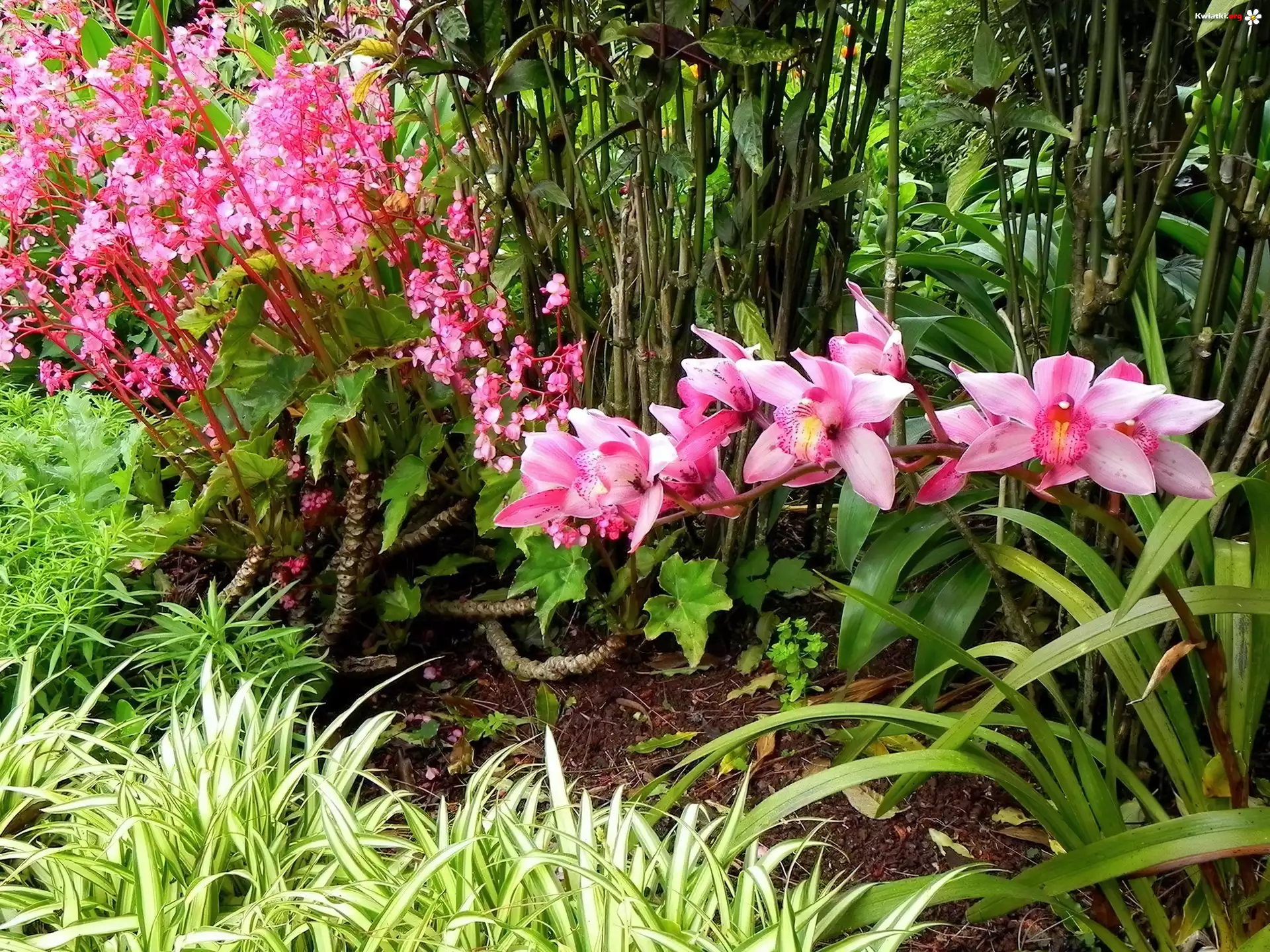 Park, Różowa, Orchidea, Ozdobna, Trawa, Rośliny