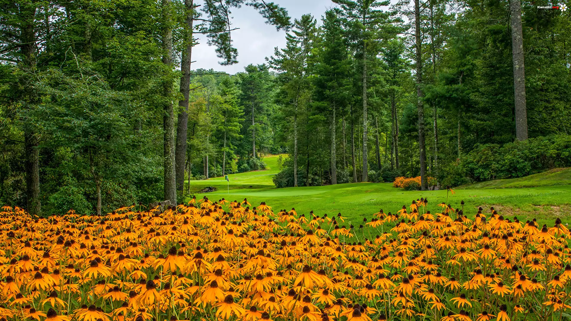 Park, Kwiaty, Rudbekia, Trawniki, Drzewa