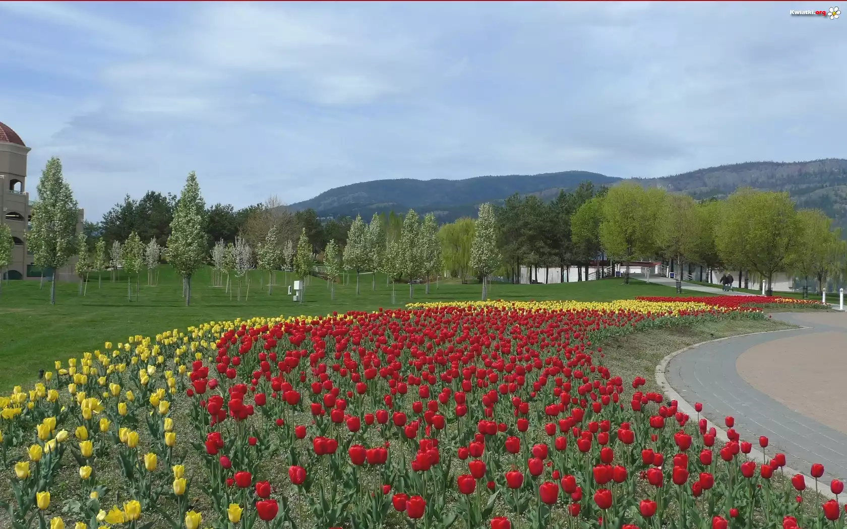 Park, Klomb, Tulipany, Góry