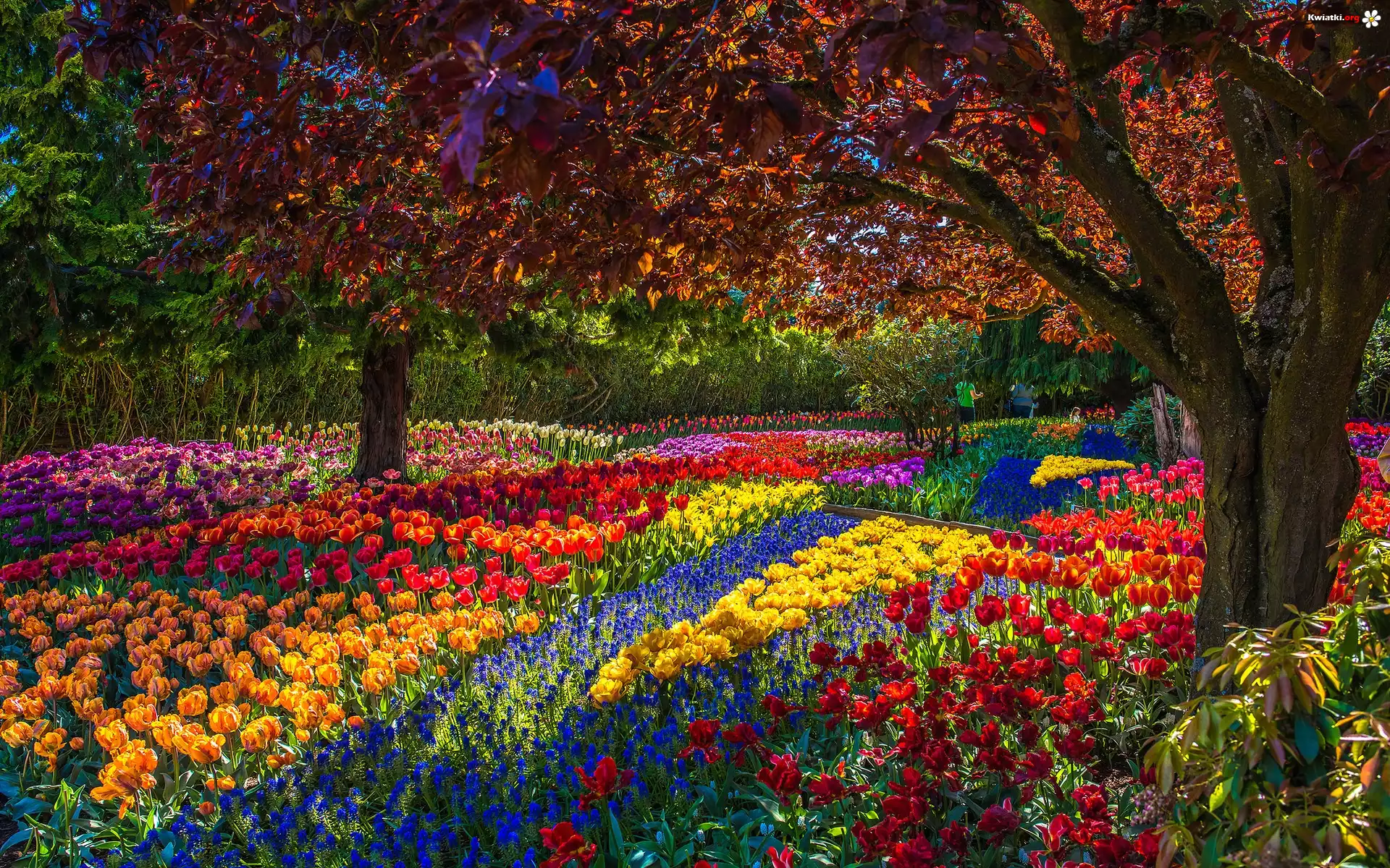 Park, Wiosna, Tulipany, Drzewa