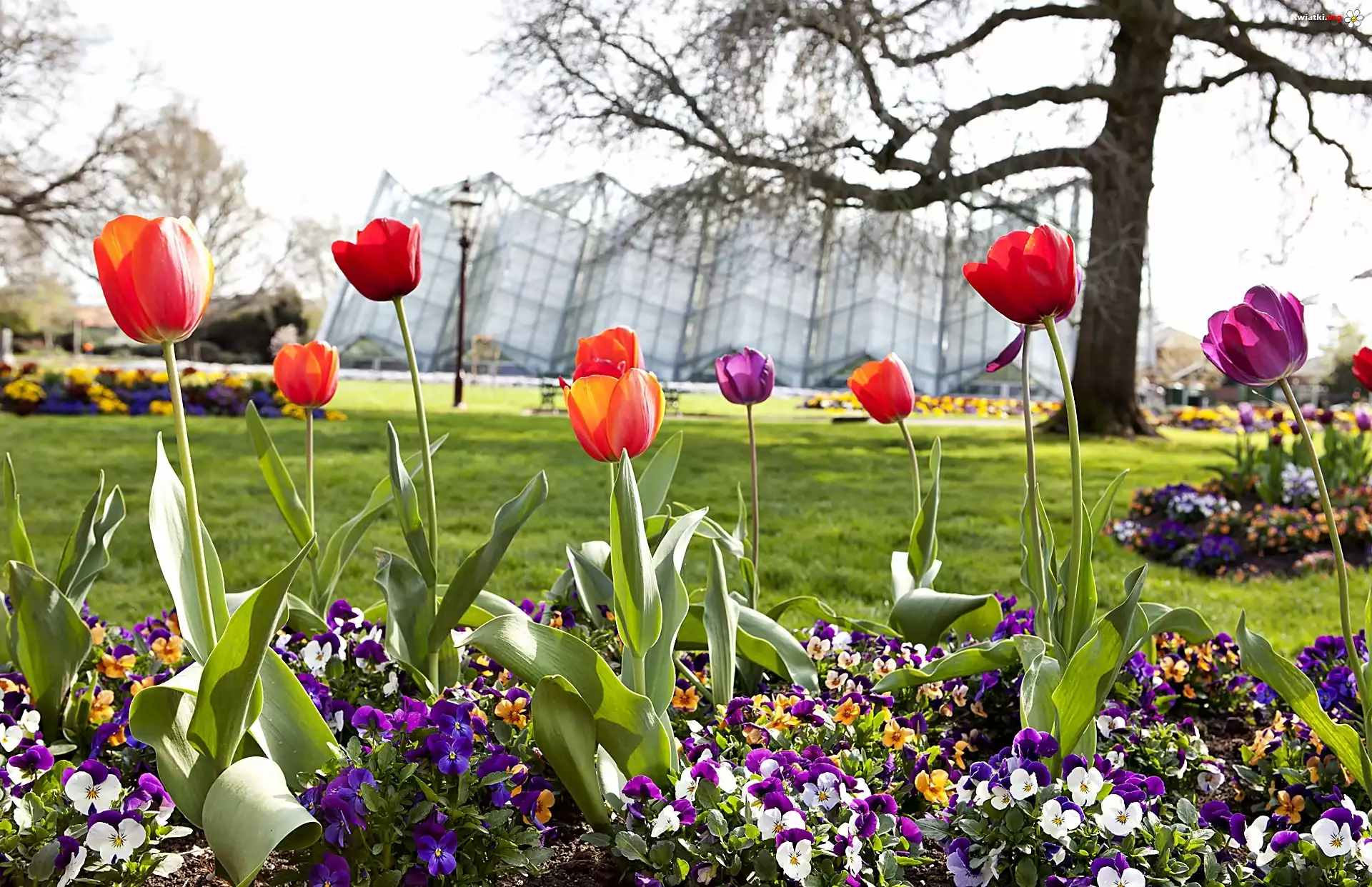 Wiosna, Park, Robert, Clarke, Conservatory, Miasto, Ballart