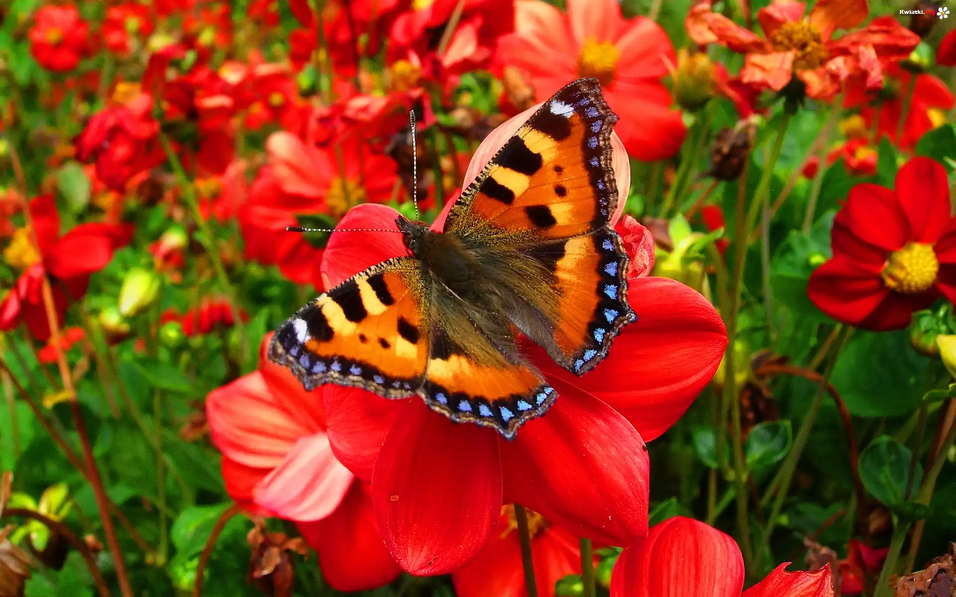 Piękny, Motyl, Kwiaty, Ogród