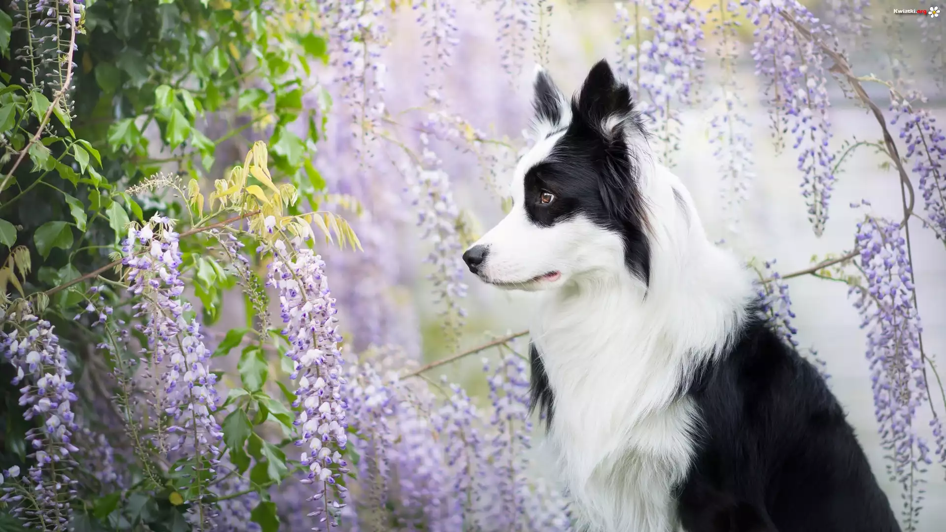 Pies, Border collie, Kwiaty, Glicynia