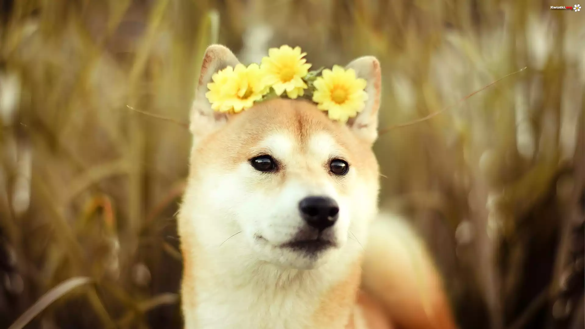 Pies, Akita, Inu, Żółte, Gerbery