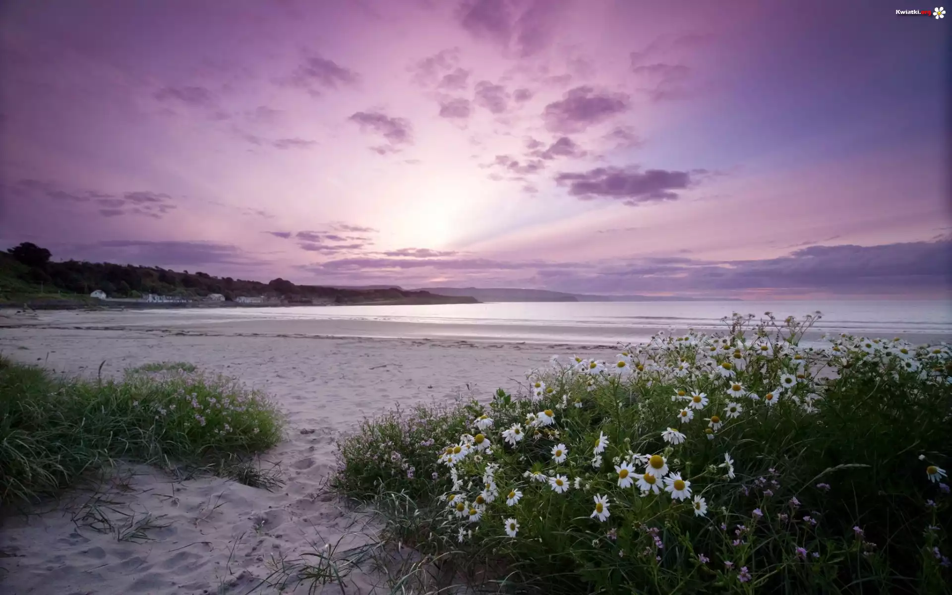 Morze, Plaża, Rumianki