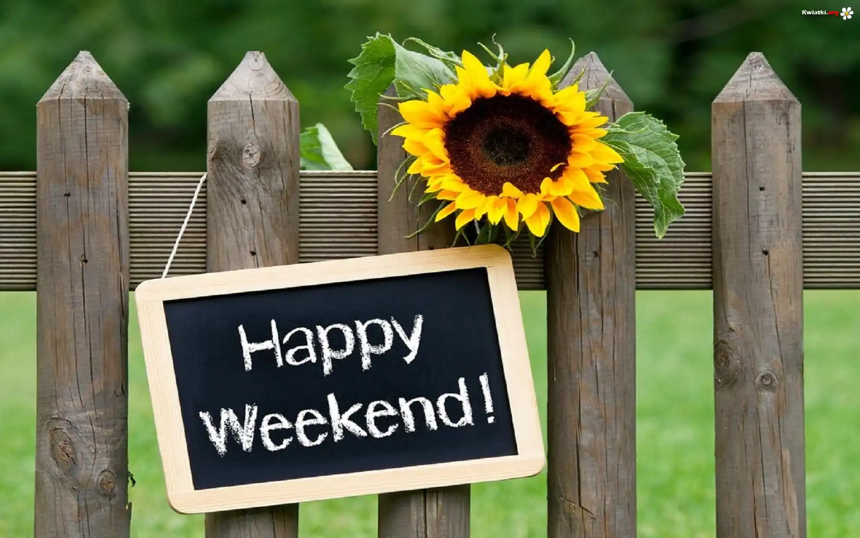 Płot, Słonecznik, Łąka, Happy Weekend