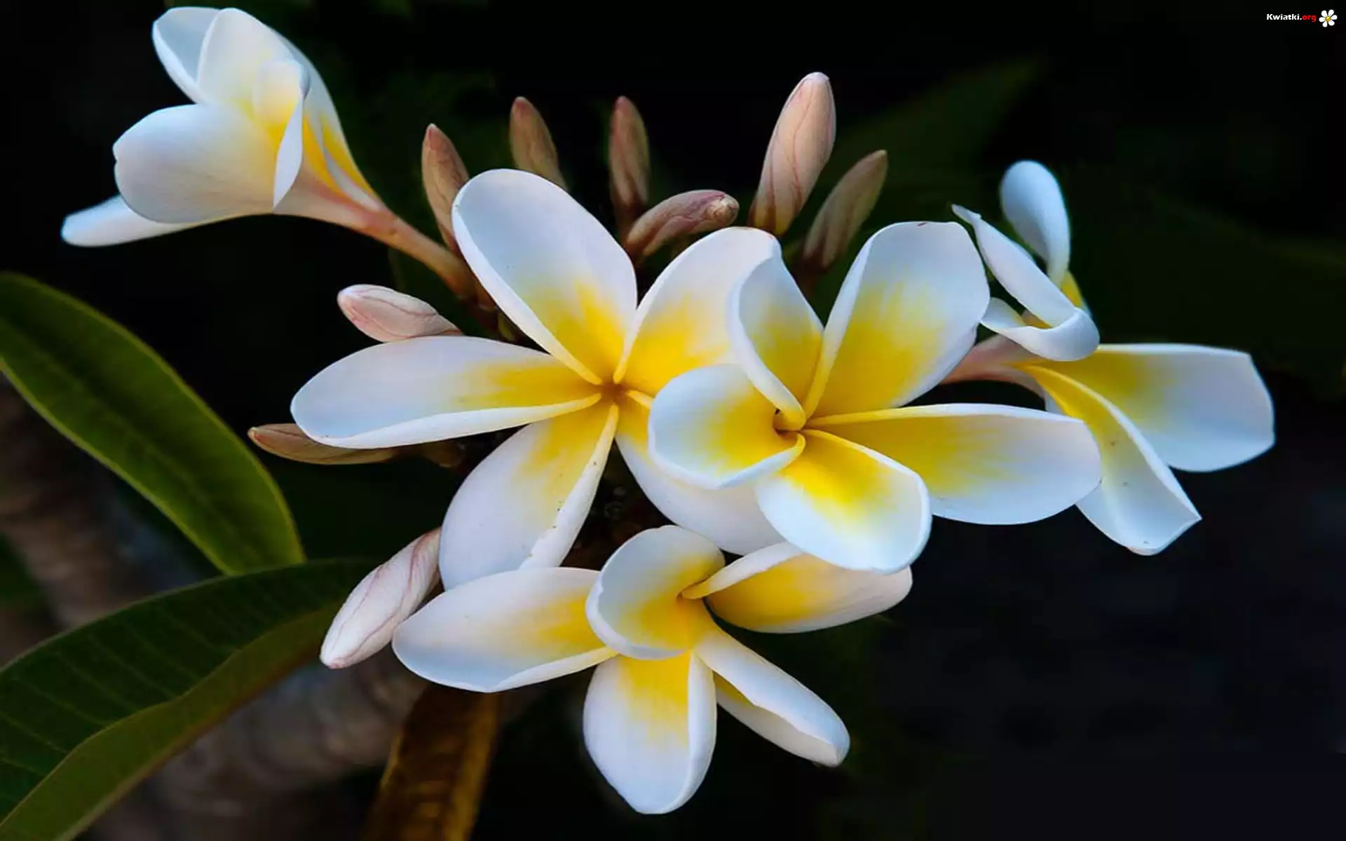 Kwiaty, Plumeria, Listki