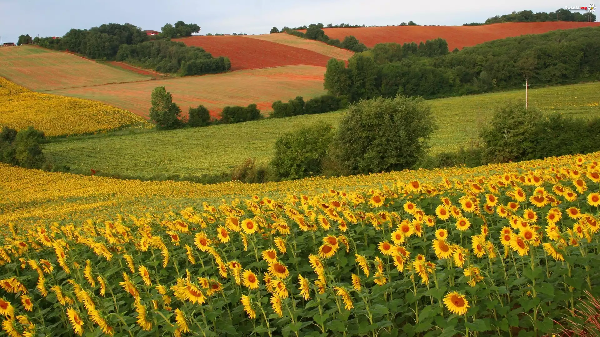 Słoneczniki, Pola, Drzewa