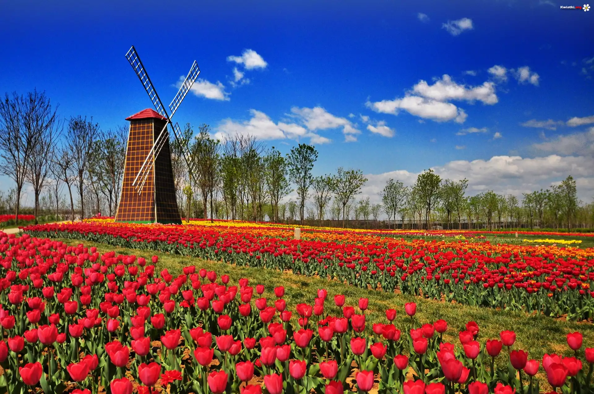 Połacie, Czerwonych, Tulipanów, Wiatrak