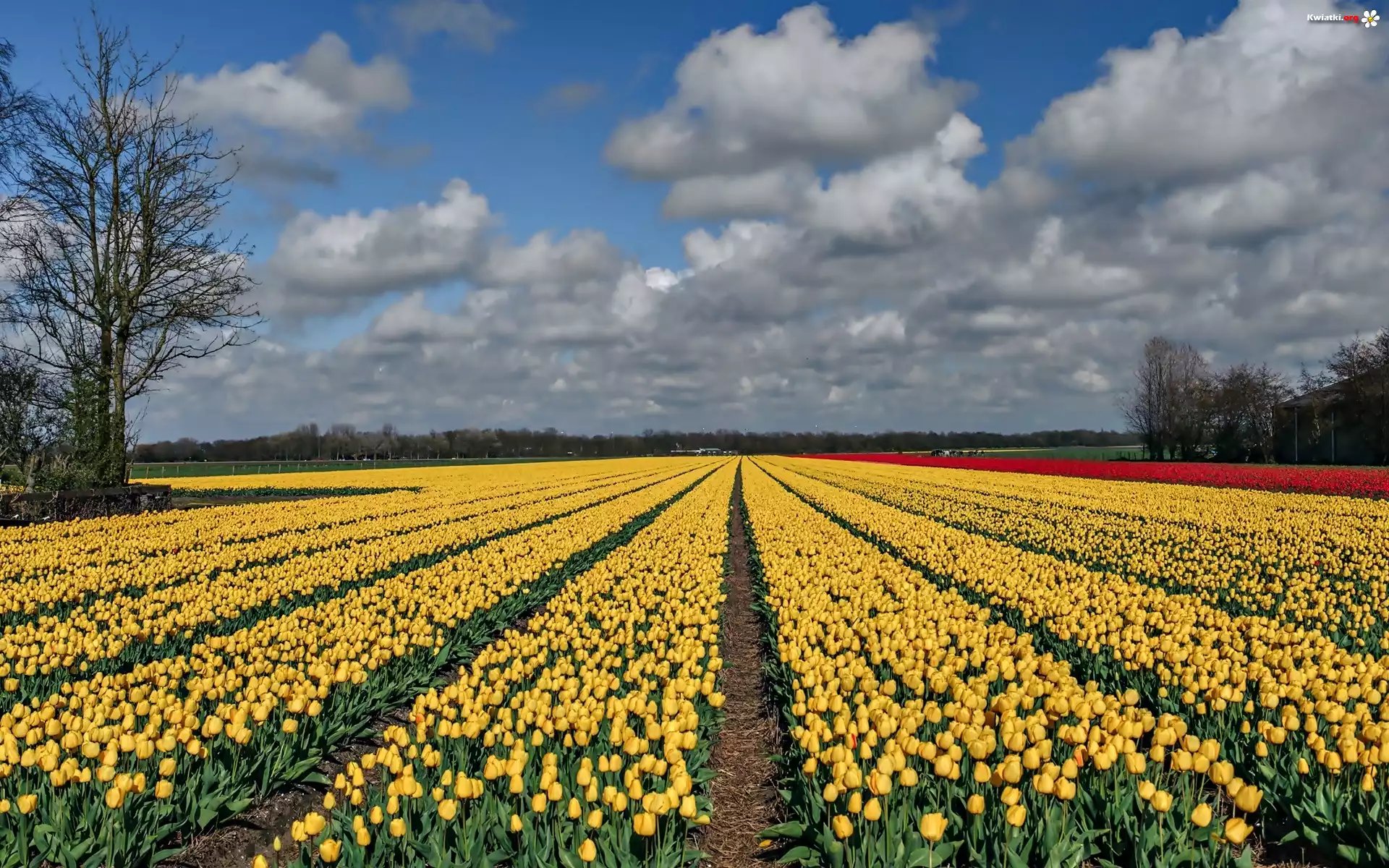 Pole, Żółte, Tulipany, Drzewa, Chmury