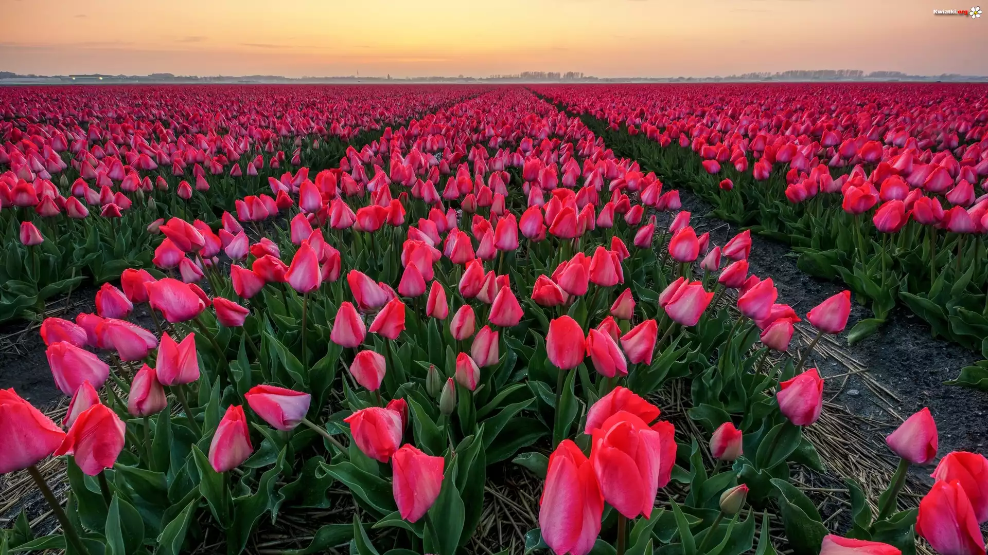 Pole, Tulipany, Różowe