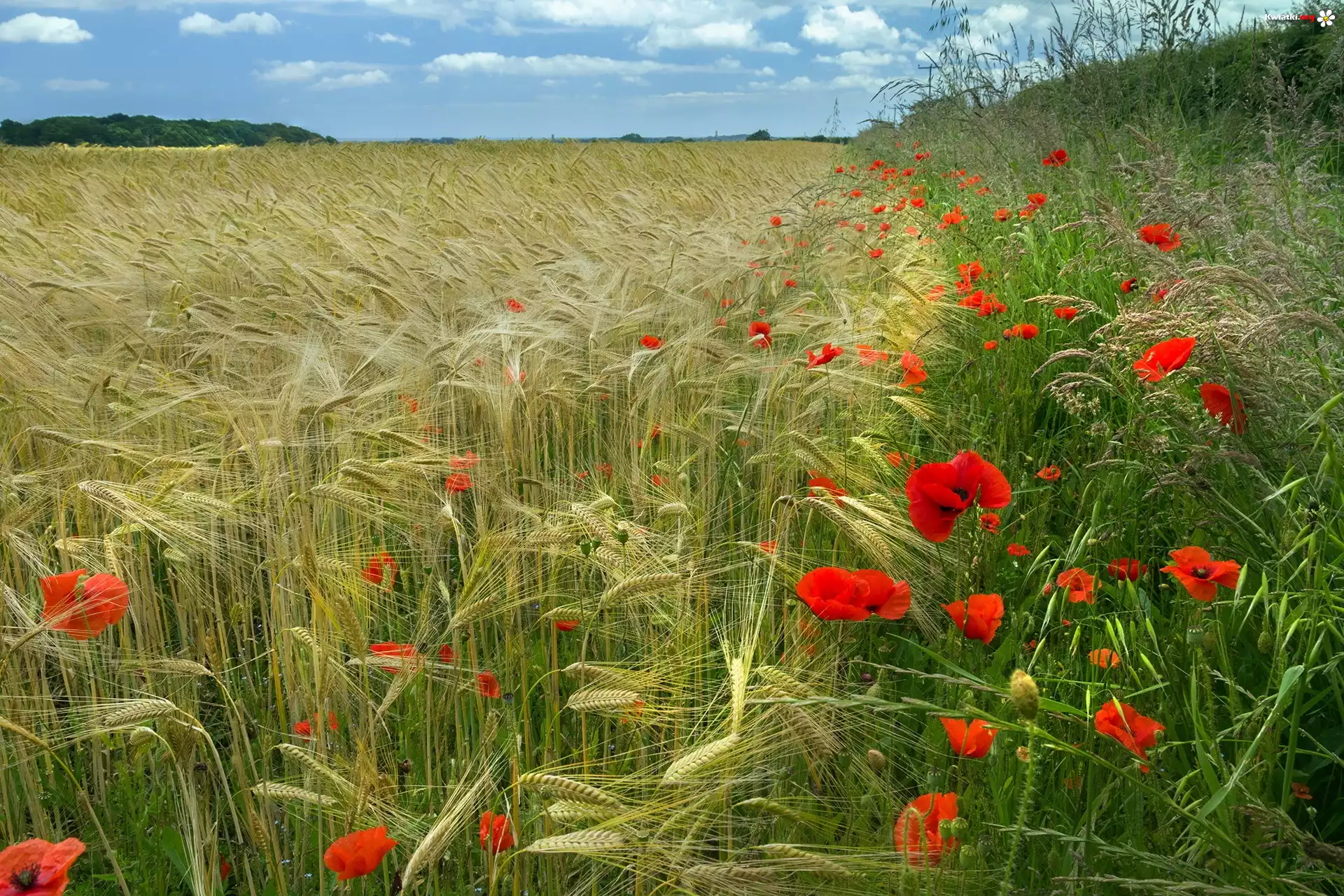 Pole, Zboże, Trawy, Maki