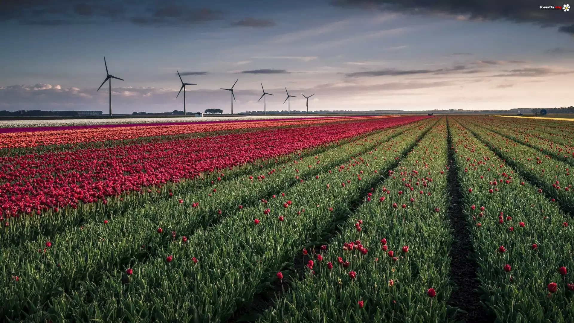 Pole, Kwiaty, Tulipany, Wiatraki