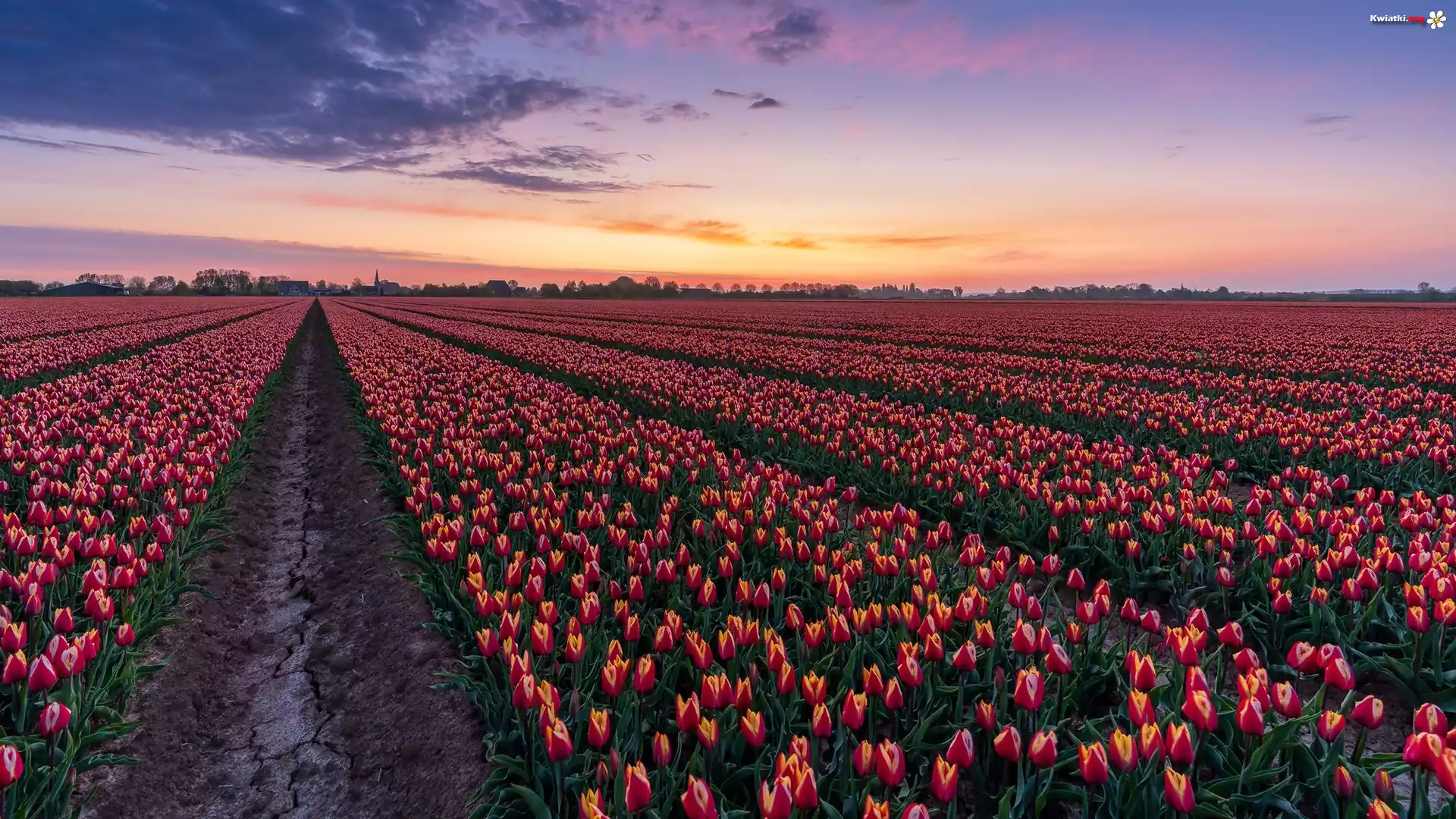 Pole, Tulipany, Plantacja, Drzewa, Wschód słońca