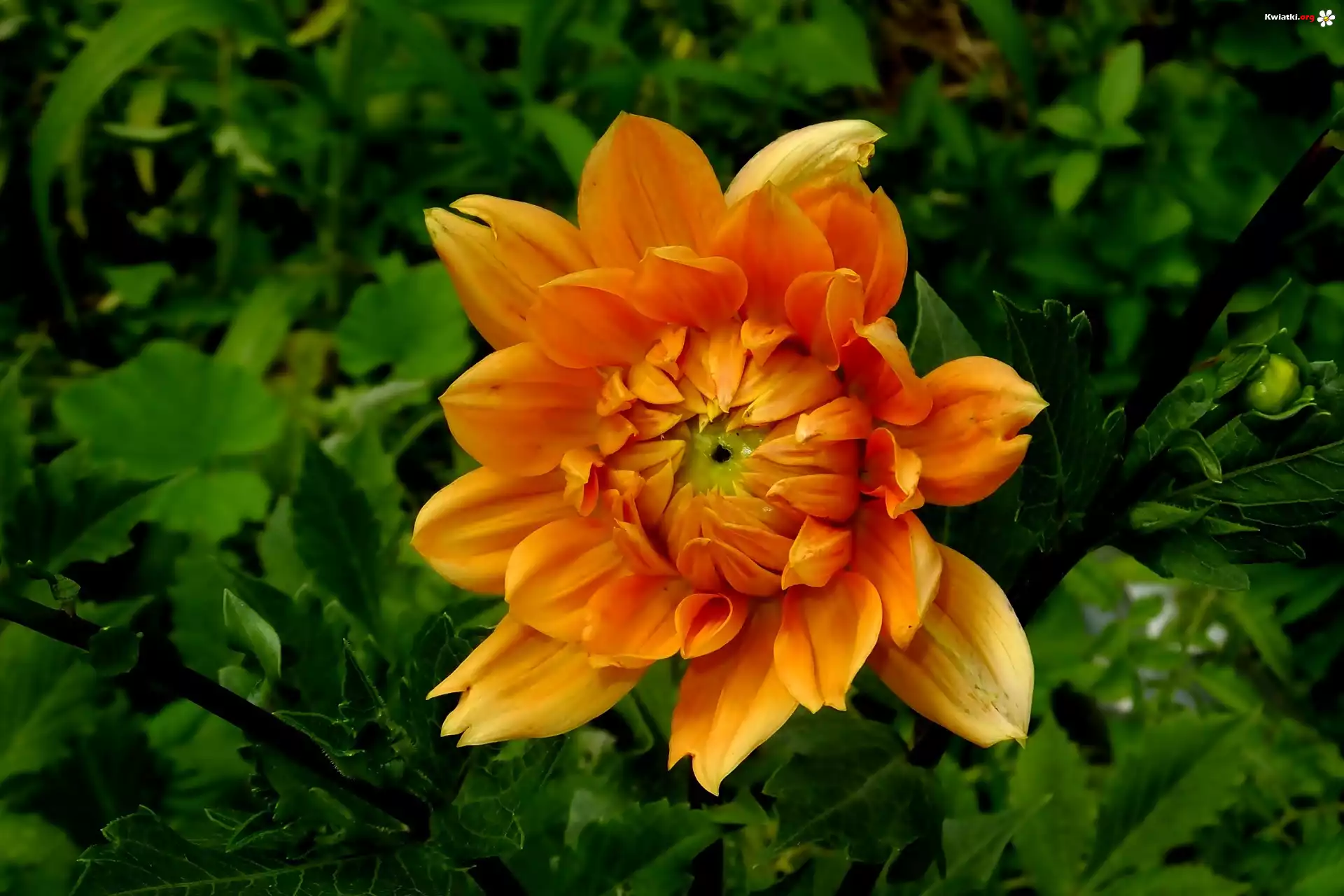 Pomarańczowa, Dalia