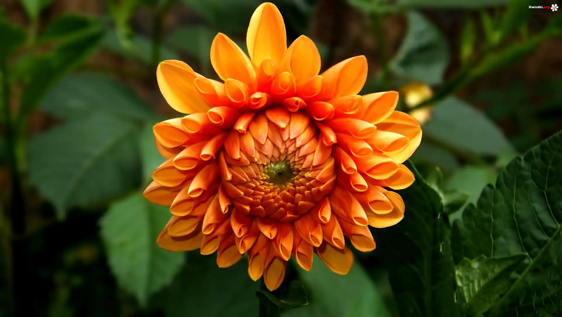 Pomarańczowa, Dalia