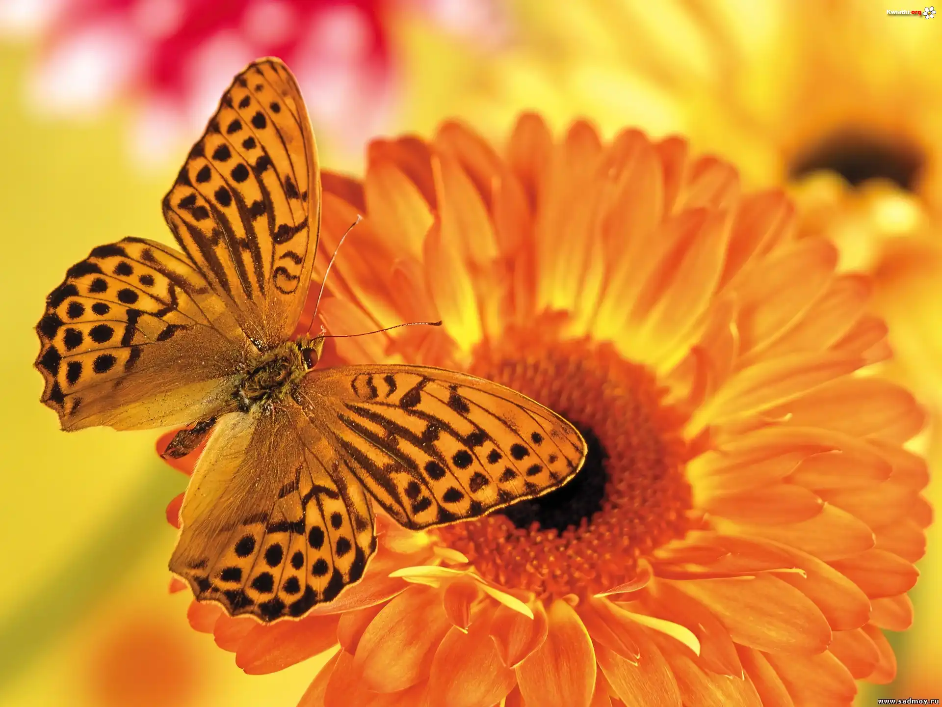 Motyl, Pomarańczowa, Gerbera