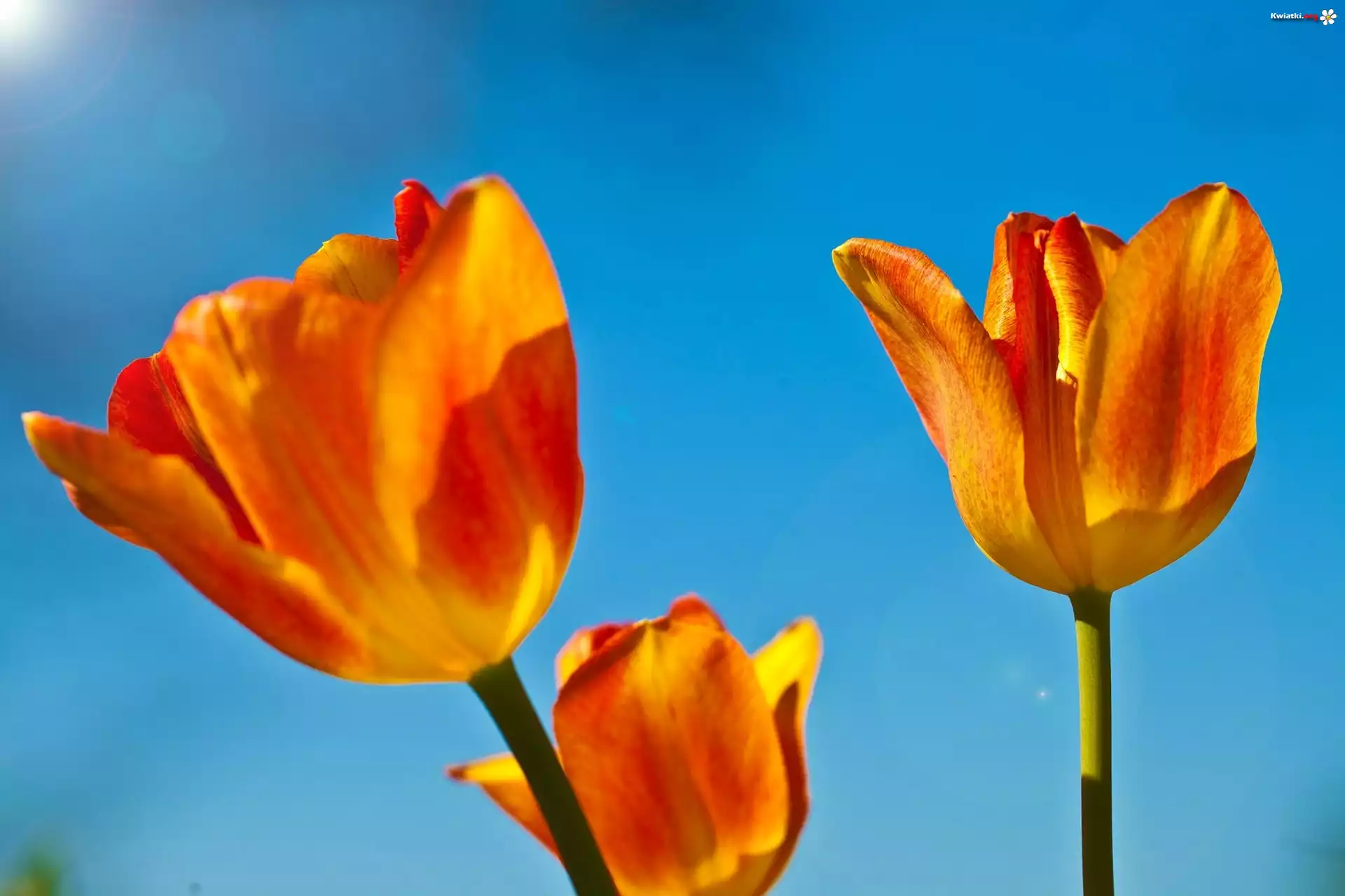 Pomarańczowe, Tulipany, Niebieskie, Tło