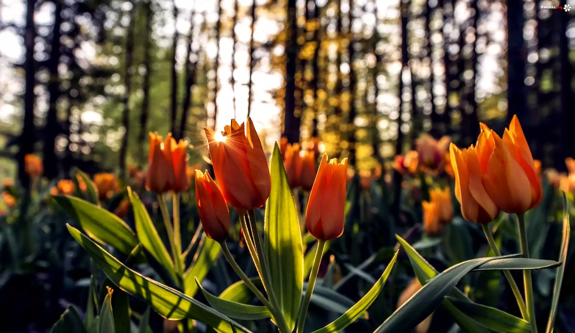 Pomarańczowe, Tulipany, Promienie Słońca, Las