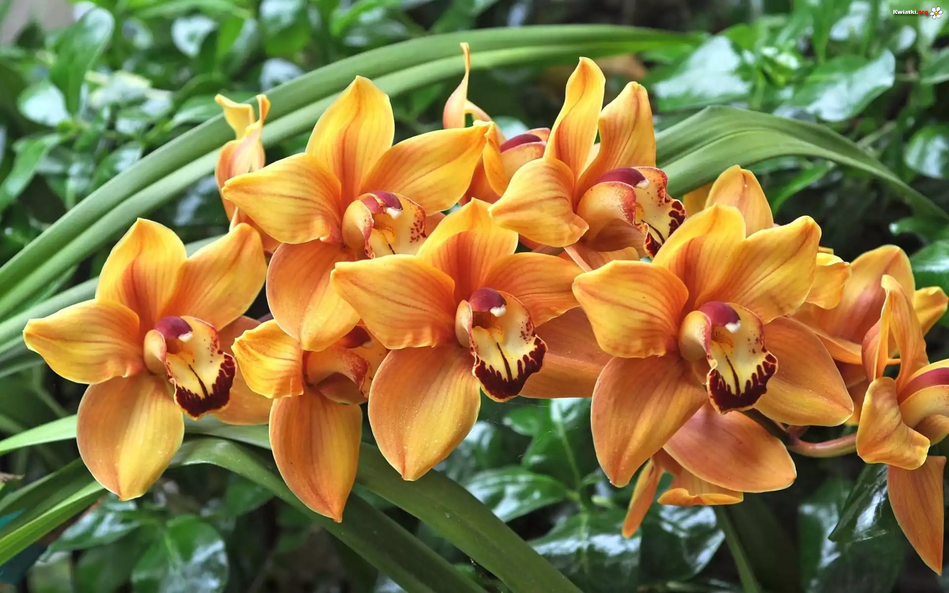 Pomarańczowe, Kwiaty, Storczyki, Orchidea