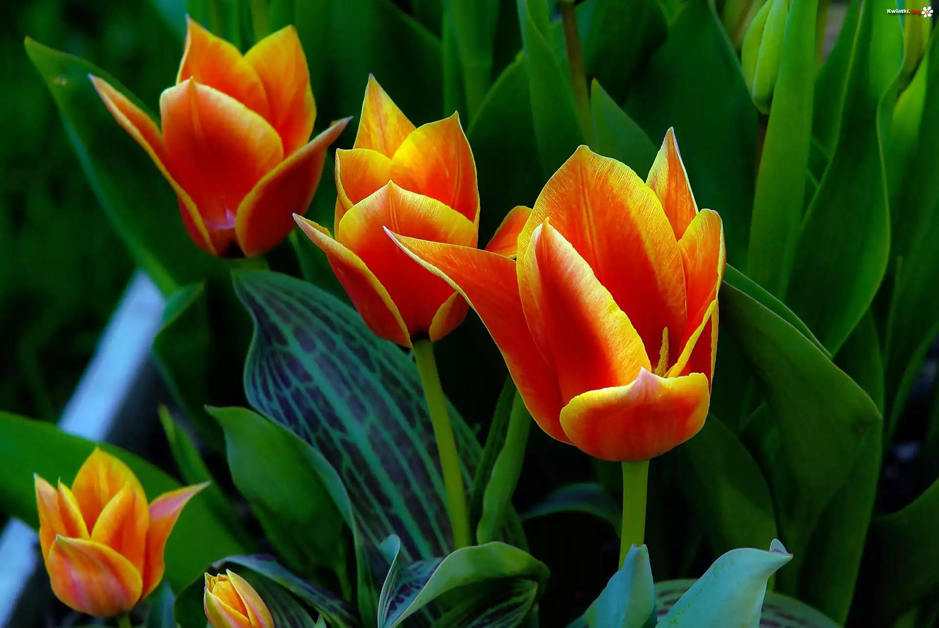 Pomarańczowe, Tulipany