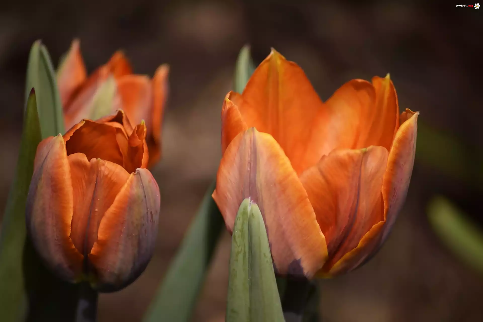 Pomarańczowe, Tulipany