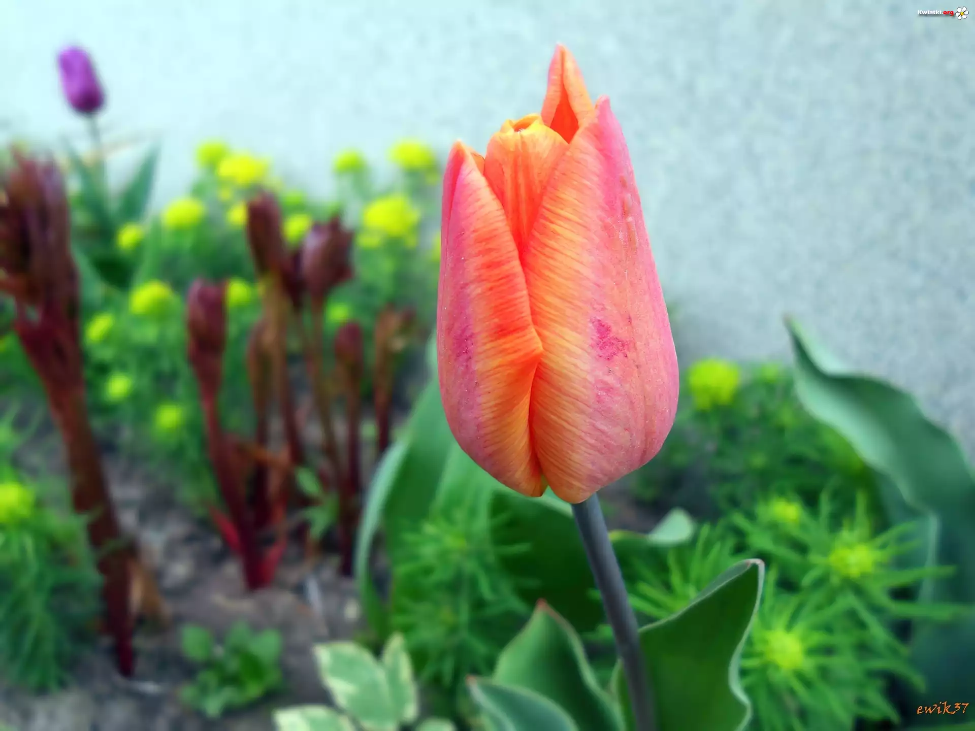 Pomarańczowo, Żółty, Tulipan, Rośliny