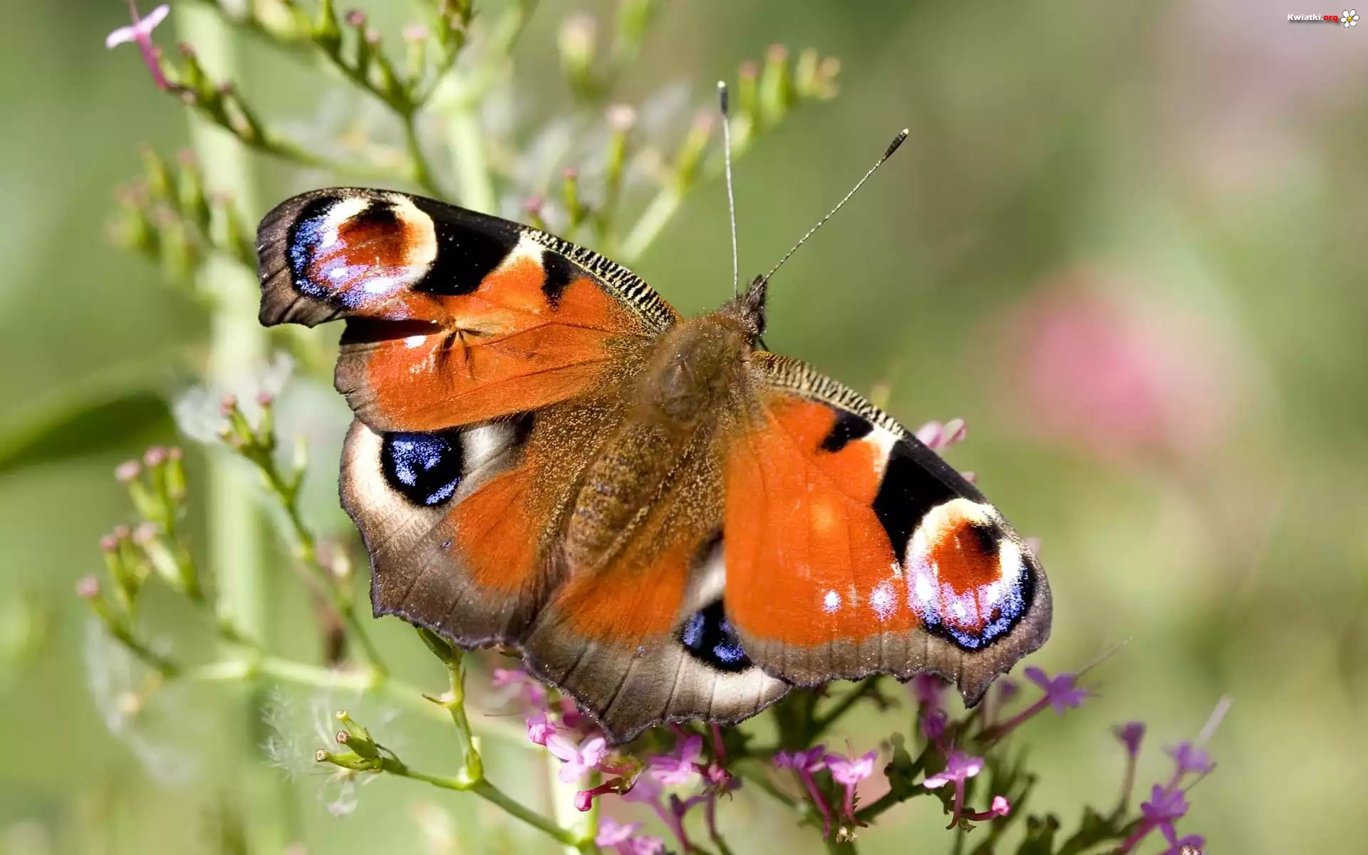 Pomarańczowy, Motyl, Rusałka, Pawik