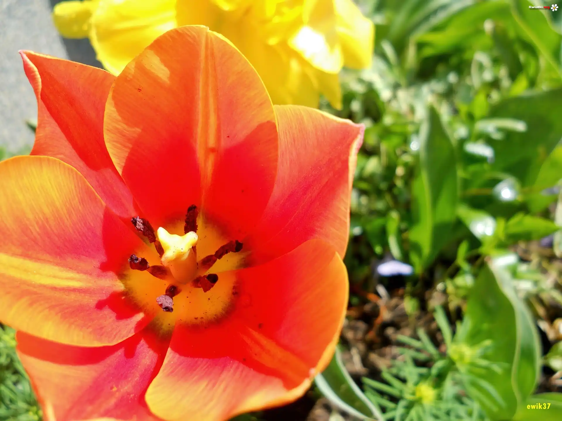 Pomarańczowy, Żółty, Tulipan, Rośliny