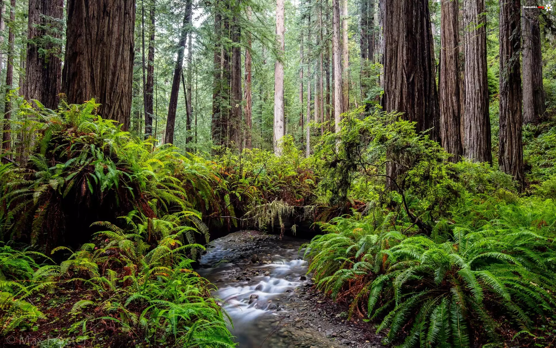 Las, Drzewa, Sekwoje, Paprocie, Park stanowy, Rzeka, Prairie Creek Redwood State Park, Kalifornia, Stany Zjednoczone