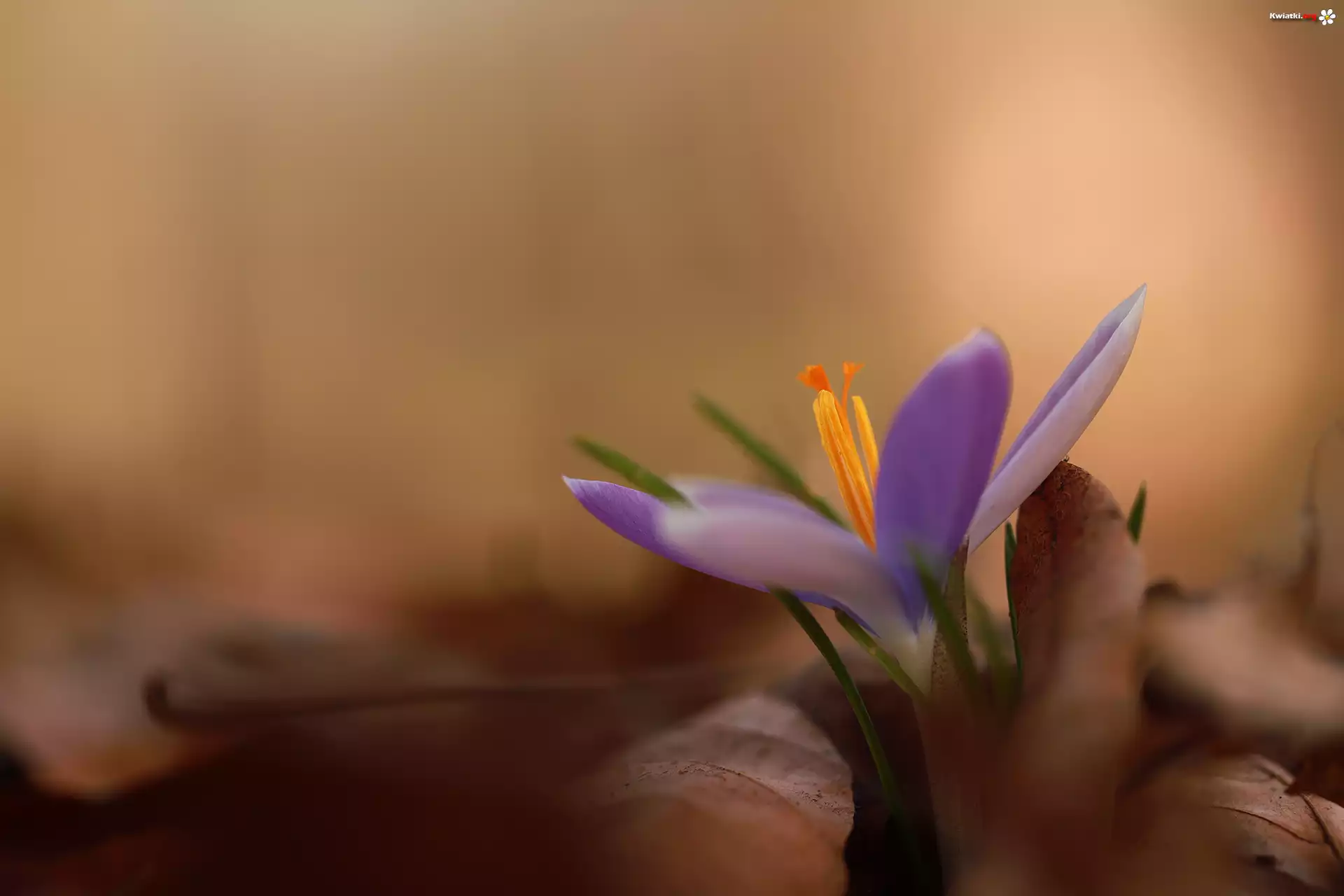 Pręciki, Krokus, Suche, Liście