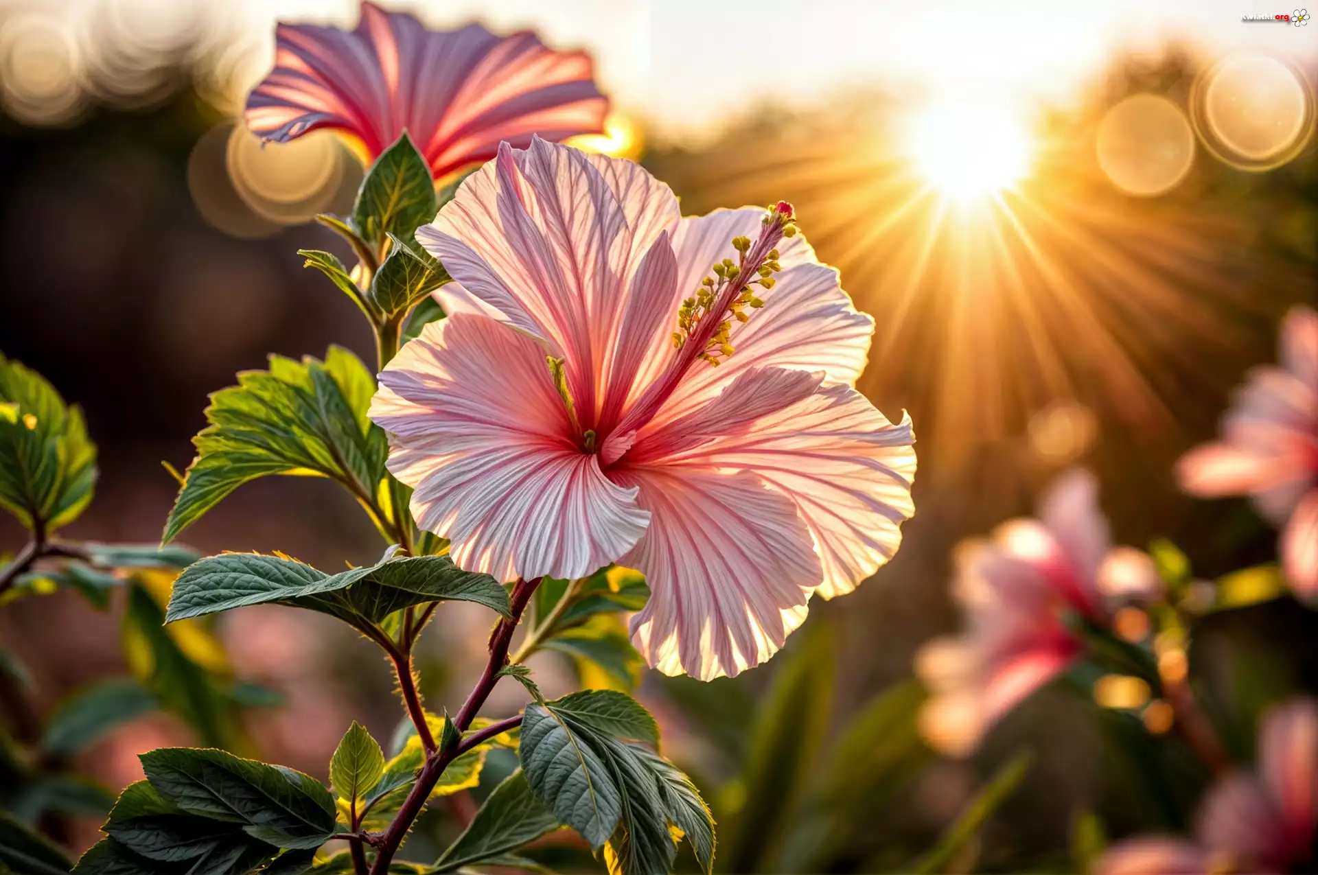 Hibiskus, Kwiat, Liście, Promienie słońca, Grafika