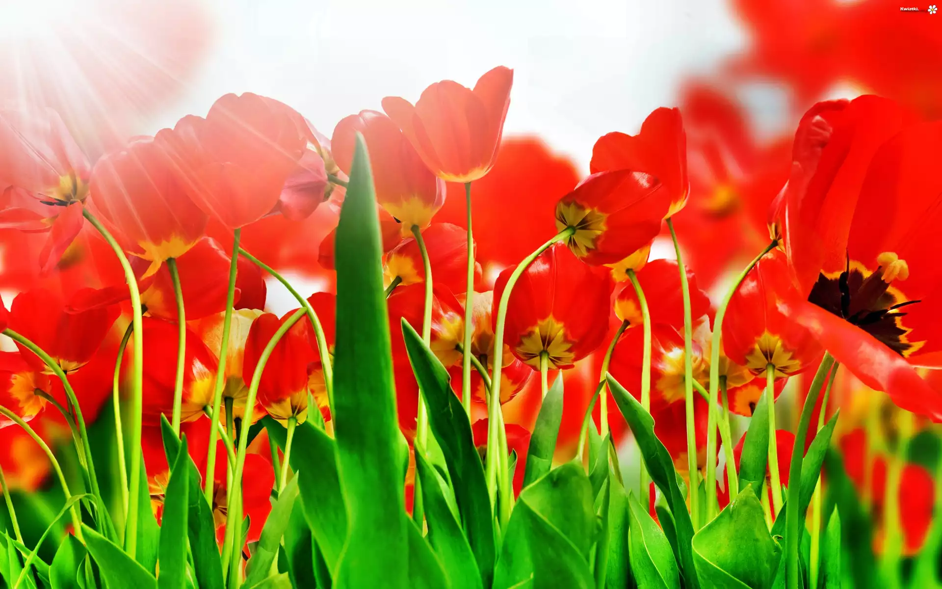 Tulipany, Promienie Słońca