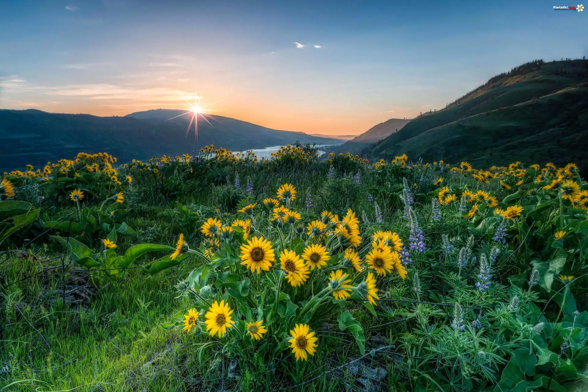 Rezerwat przyrody Columbia River Gorge, Góry Kaskadowe, Rzeka Kolumbia, Żółte, Kwiaty, Balsamorhiza, Łubin, Promienie słońca, Łąka, Stan Waszyngton, Stany Zjednoczone