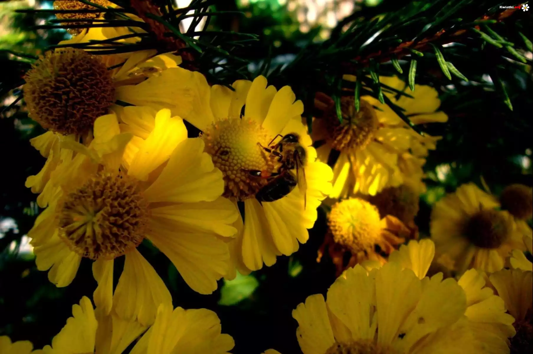 Pszczoła, Rudbekia