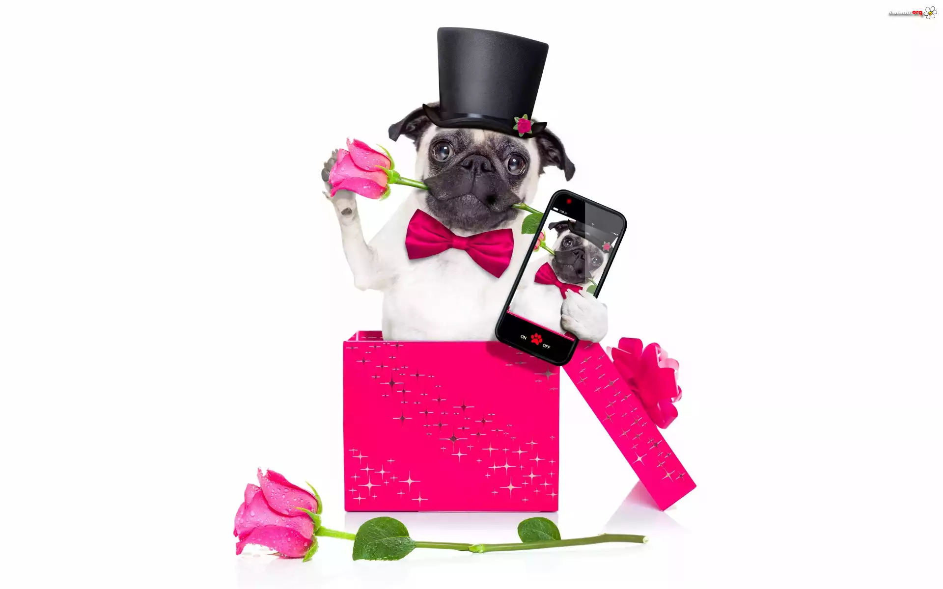 Śmieszne, Pies, Mops, Muszka, Cylinder, Telefon, Róże, Pudełko