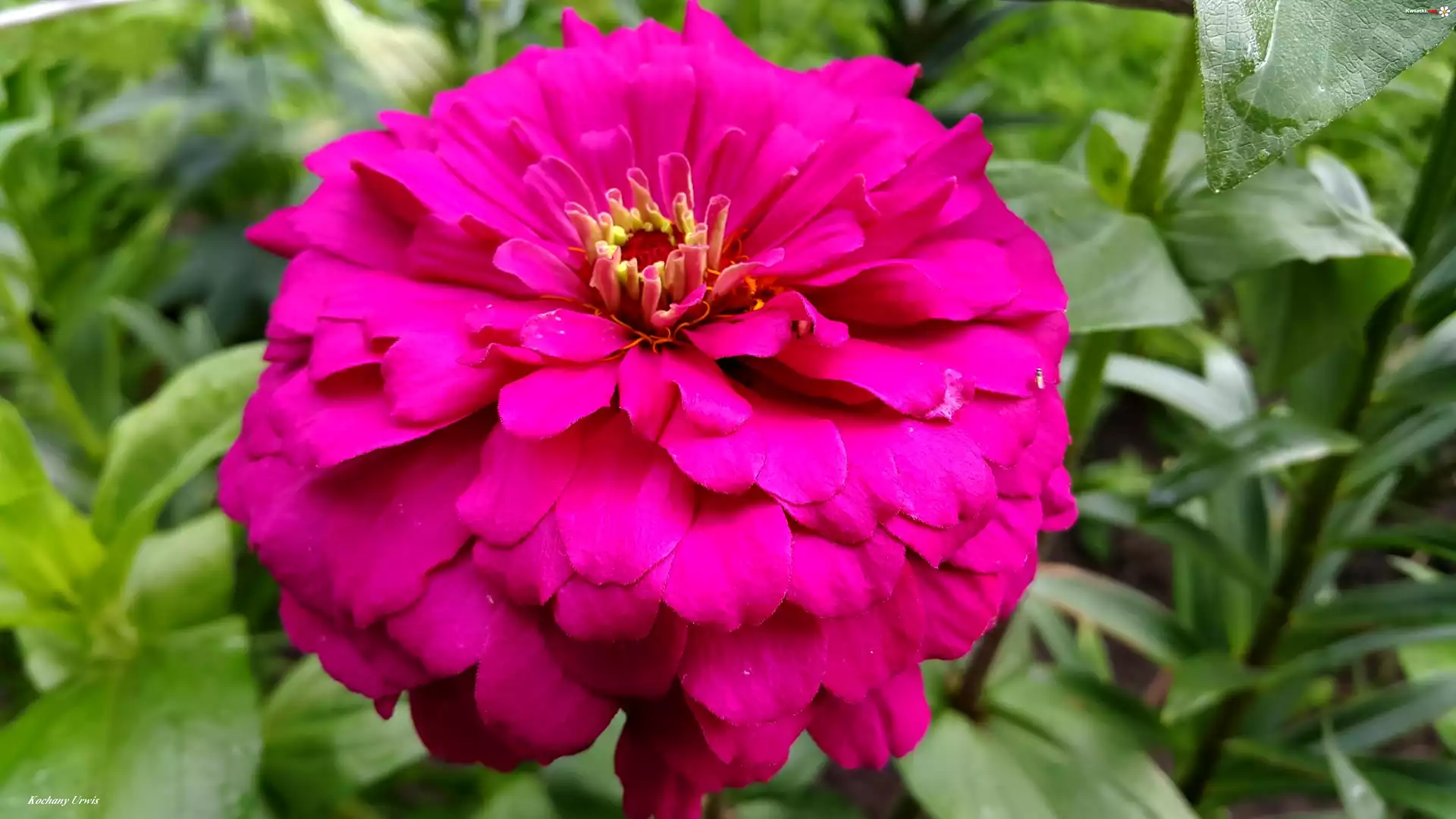 Purpurowa, Cynia