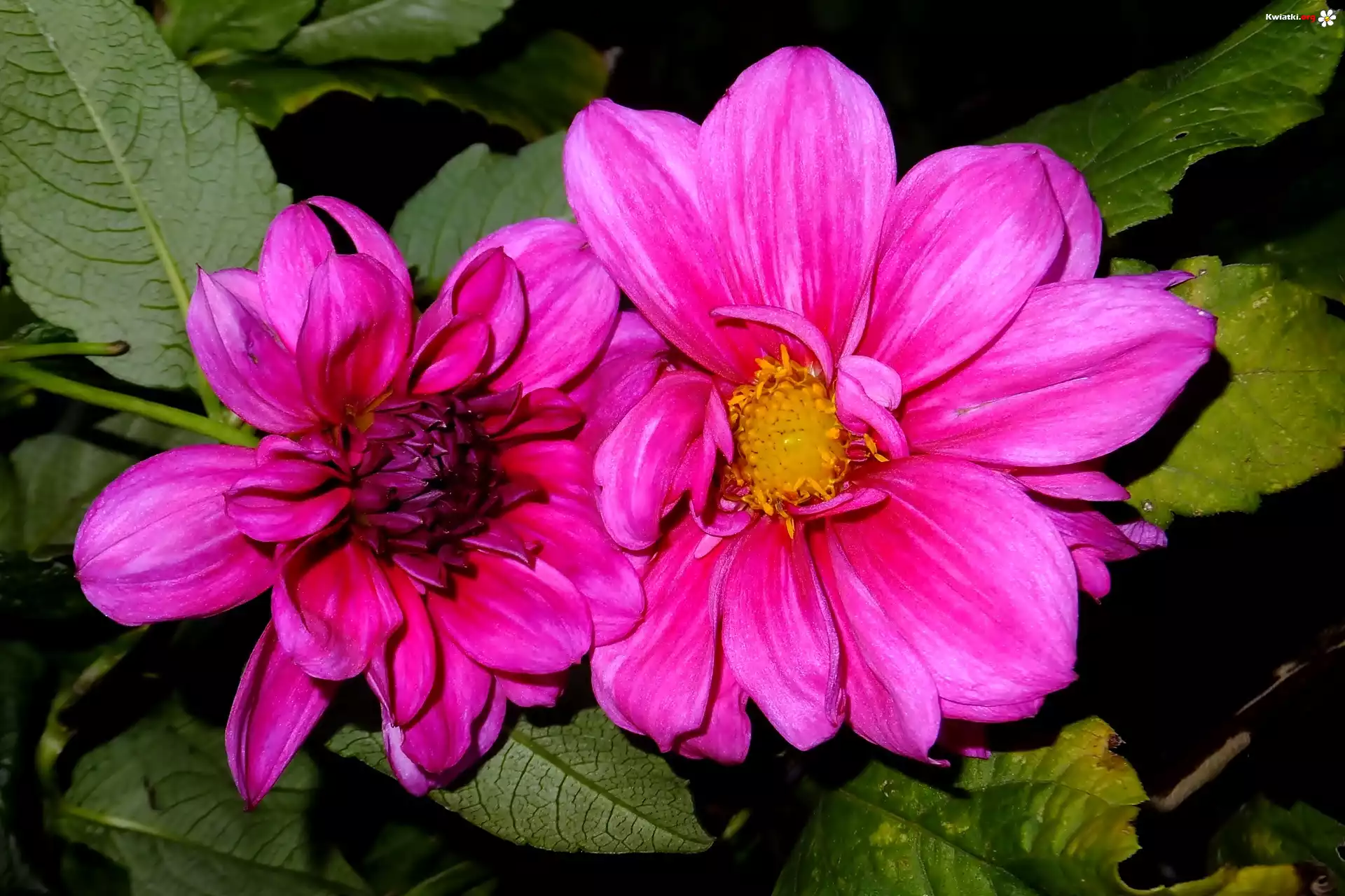 Purpurowa, Dalia
