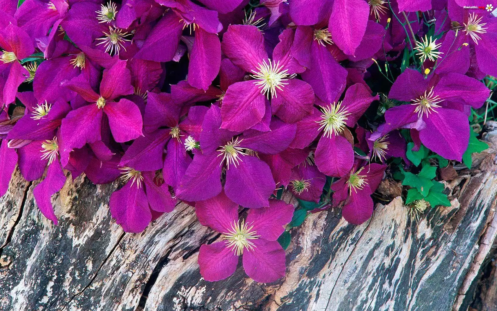 Purpurowe, Kwiatki, Powojniki