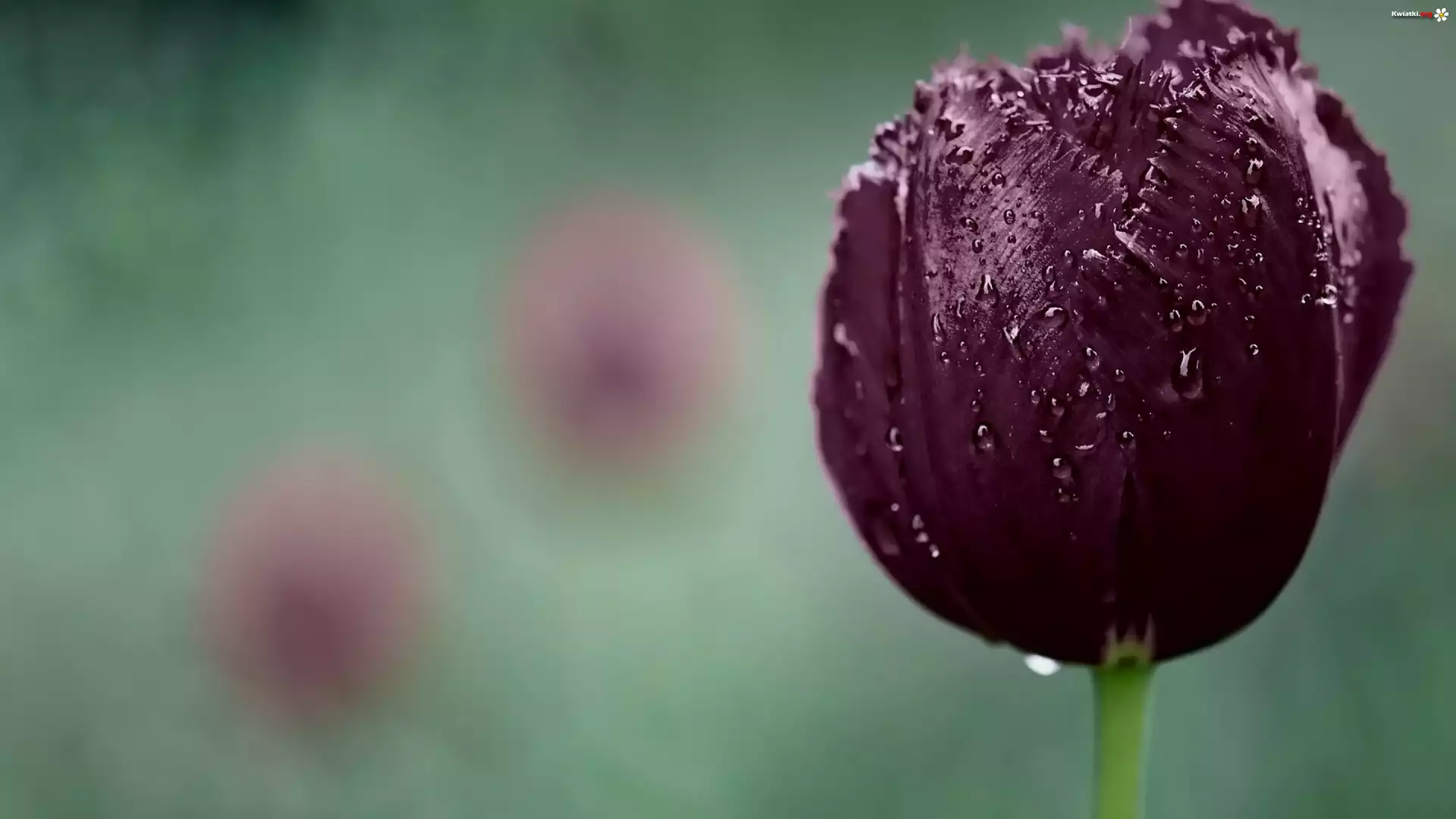 Purpurowy, Tulipan, Krople, Wody, Makro