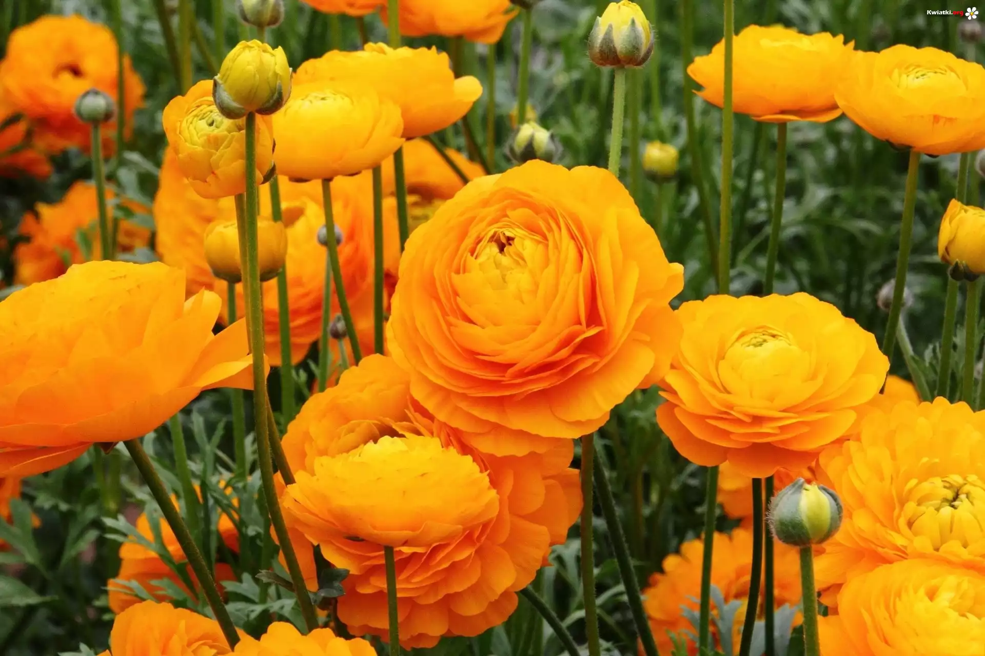 Ranunkulus Azjatycki, Żółte, Jaskry