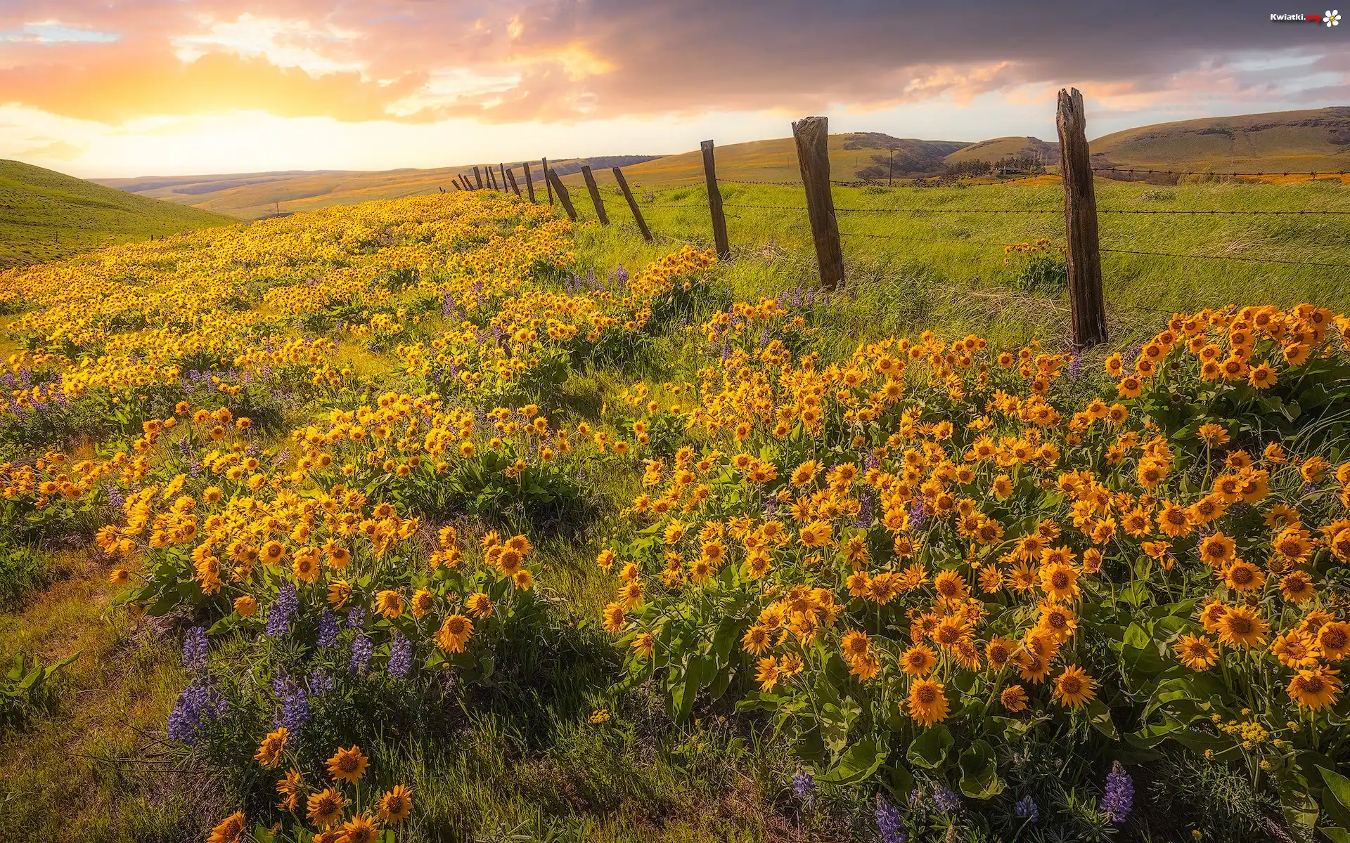 Rezerwat przyrody, Columbia Hills State Park, Wzgórza, Łąka, Ogrodzenie, Żółte, Kwiaty, Balsamorhiza, Stan Waszyngton, Stany Zjednoczone