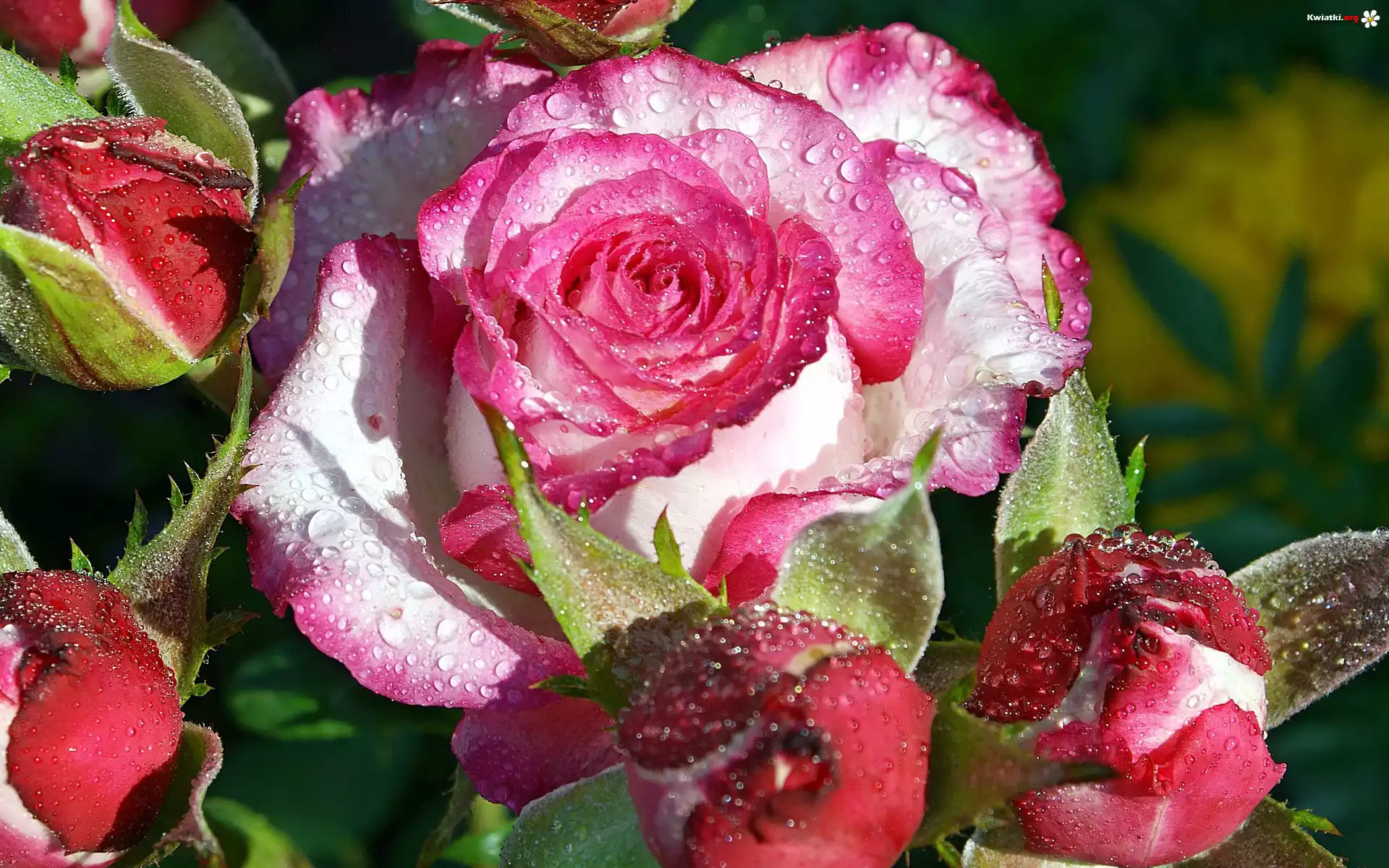 Róże, Rosa, Krople