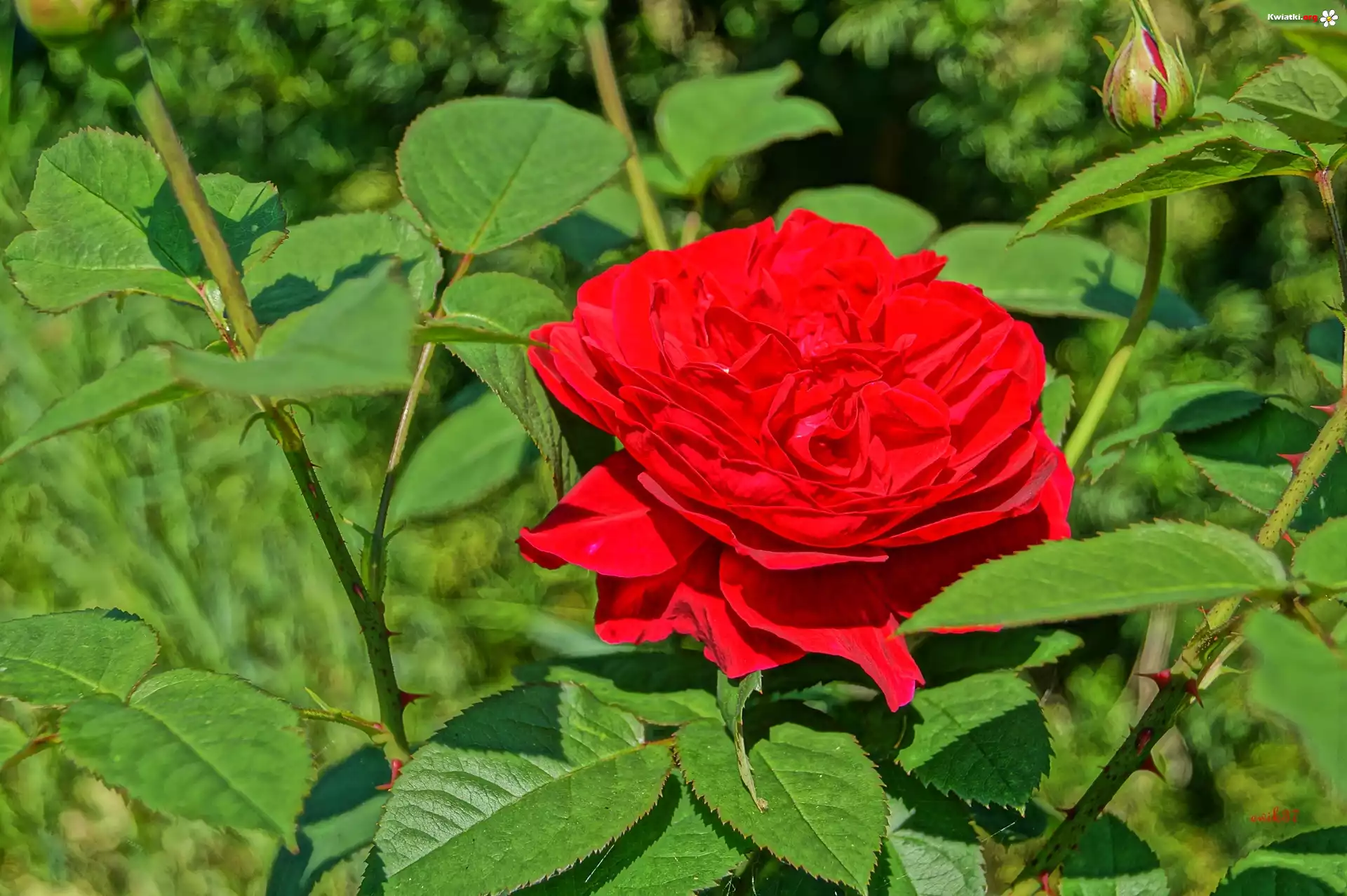 Czerwona, Róża,Ogród