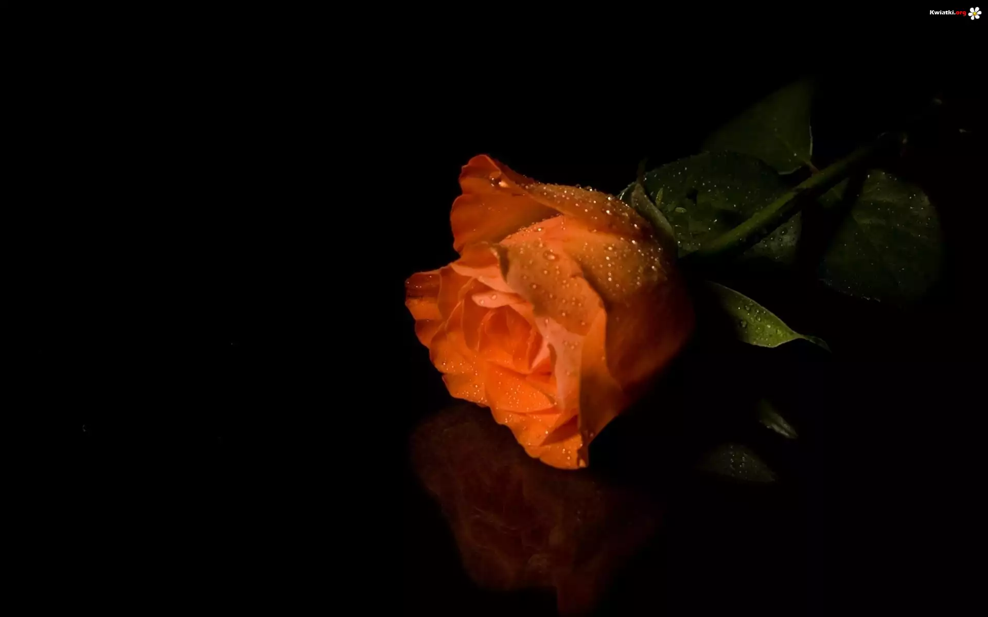 Herbaciana, Róża, Rosa